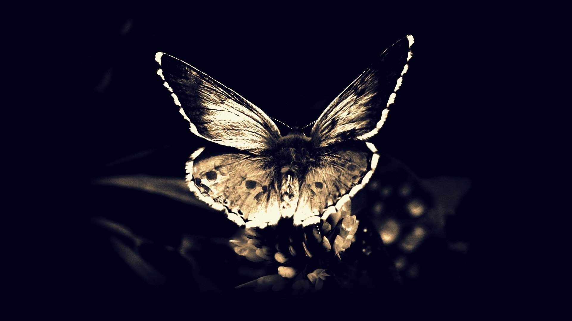 Butterfly Computer Background