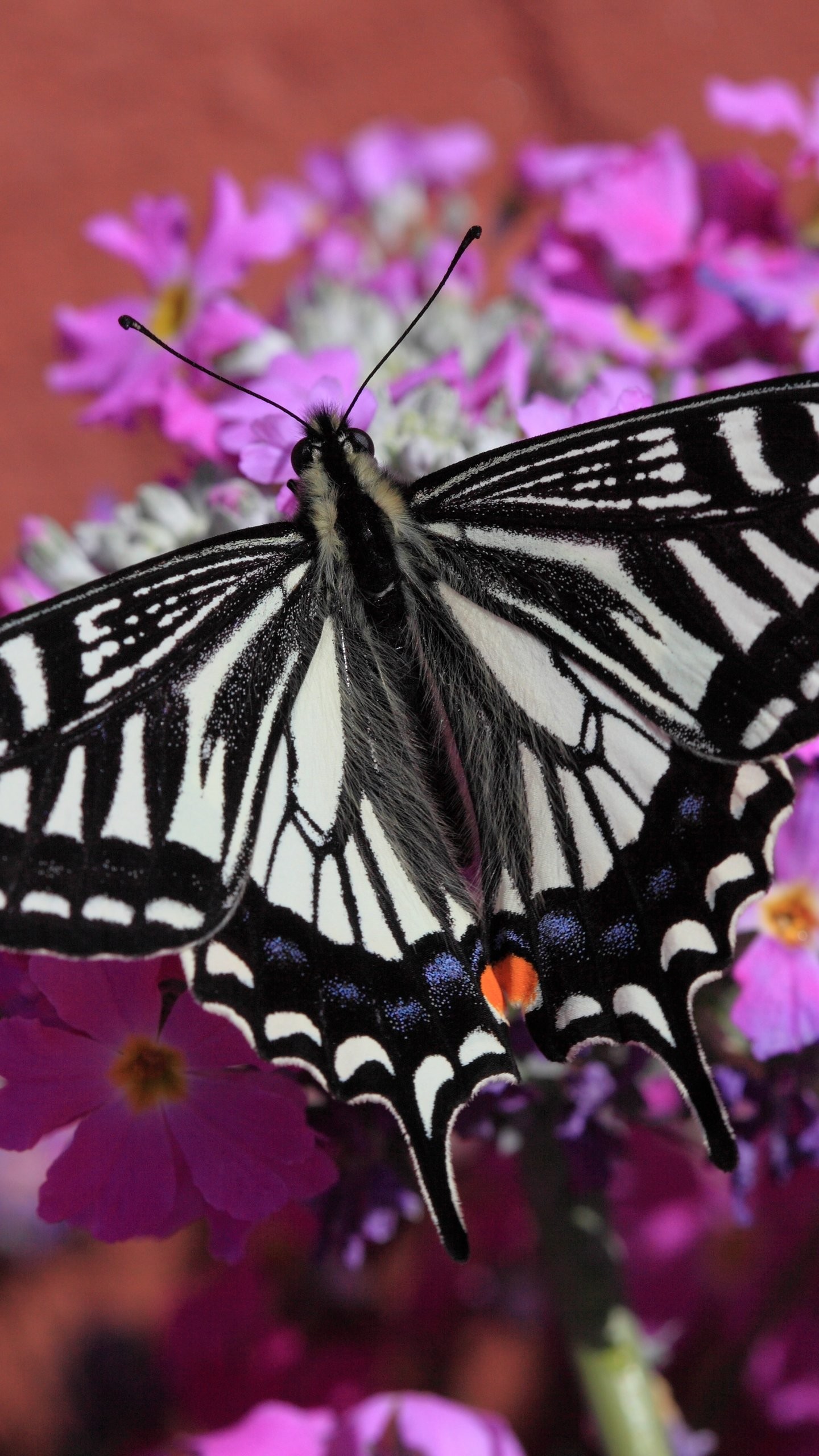 Butterfly Computer Background