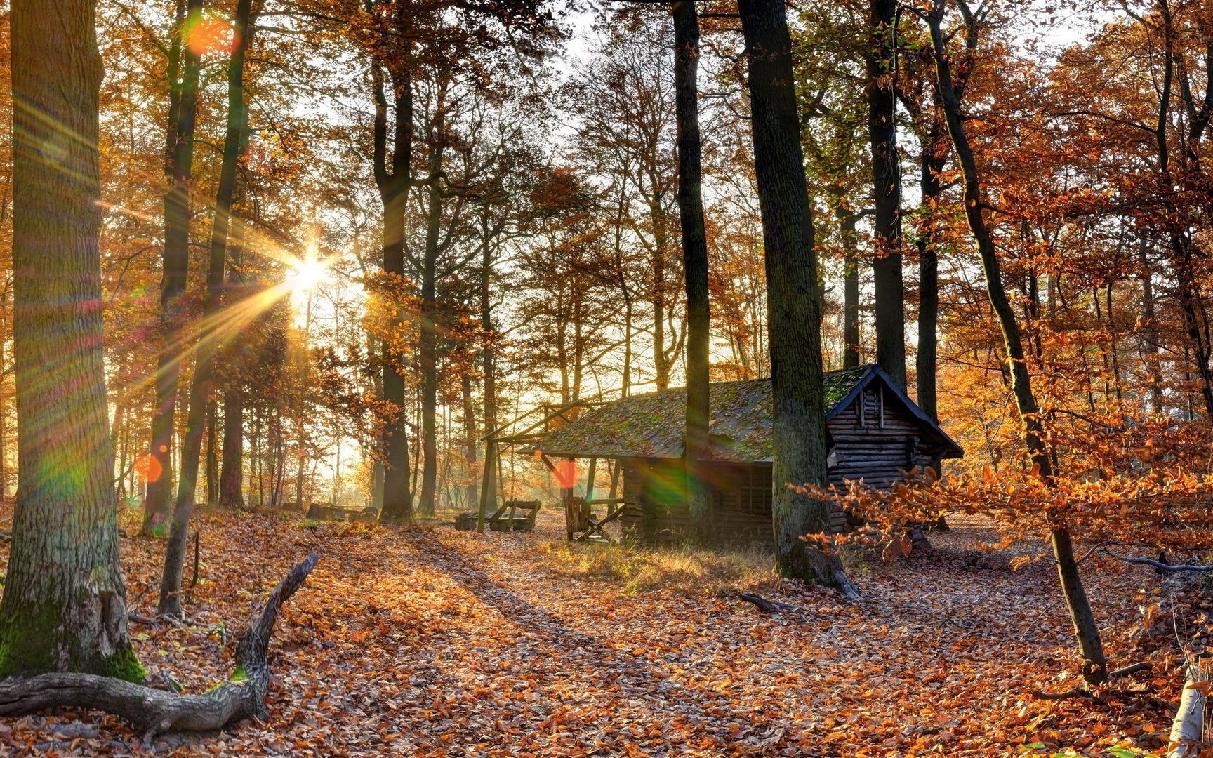 Cabin In The Woods Background