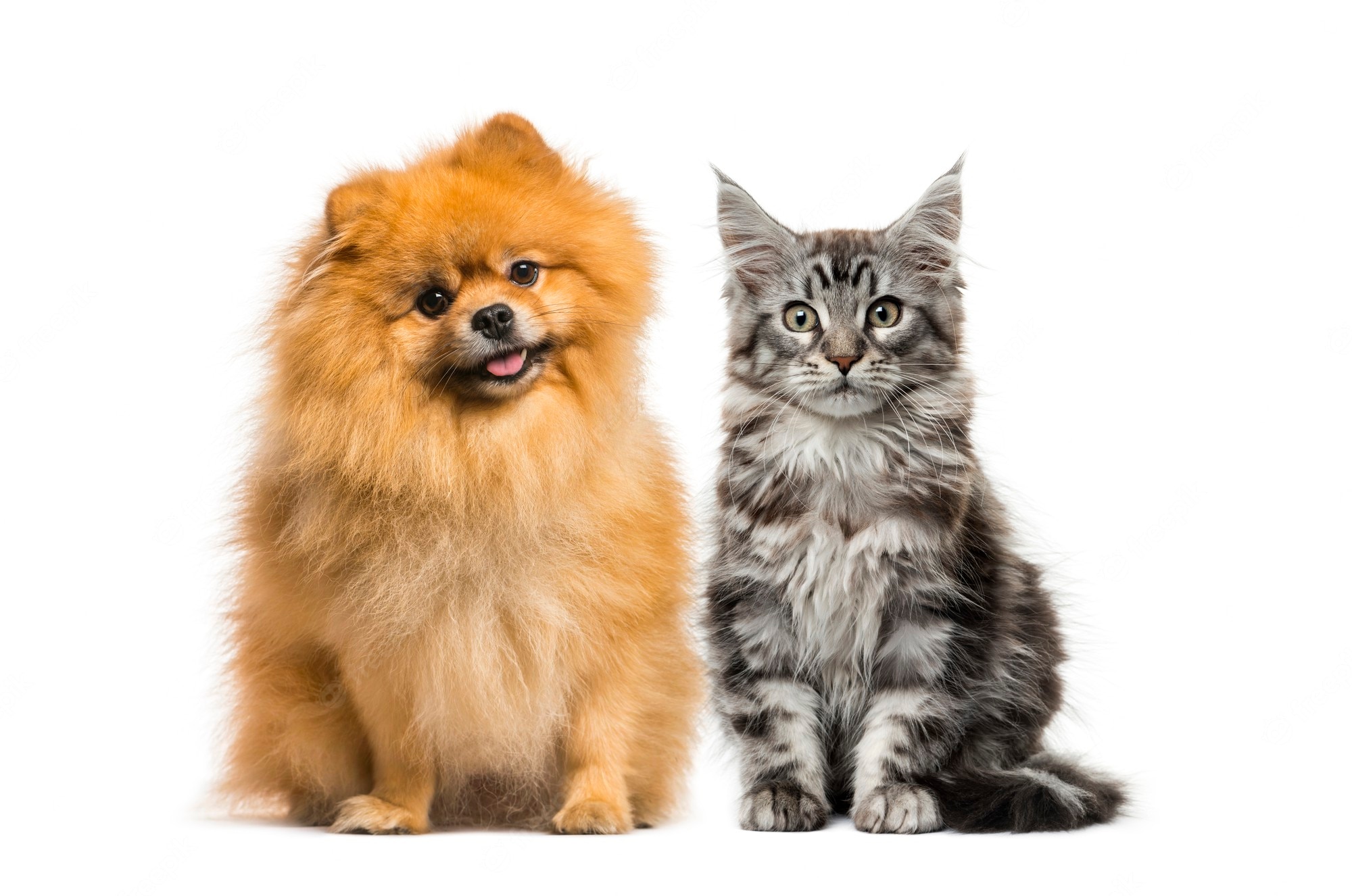 Cat And Dog Backgrounds