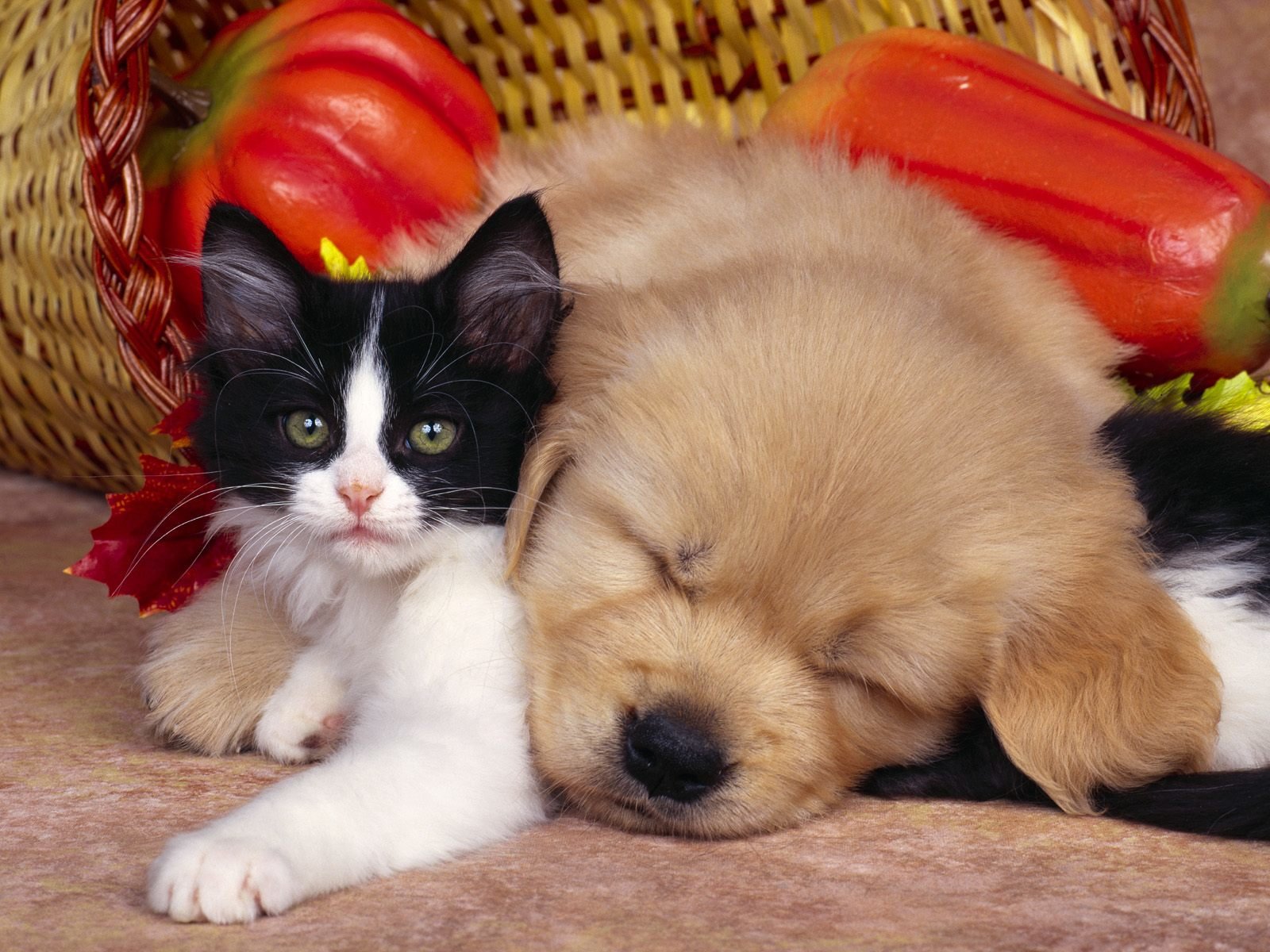 Cat And Dog Backgrounds