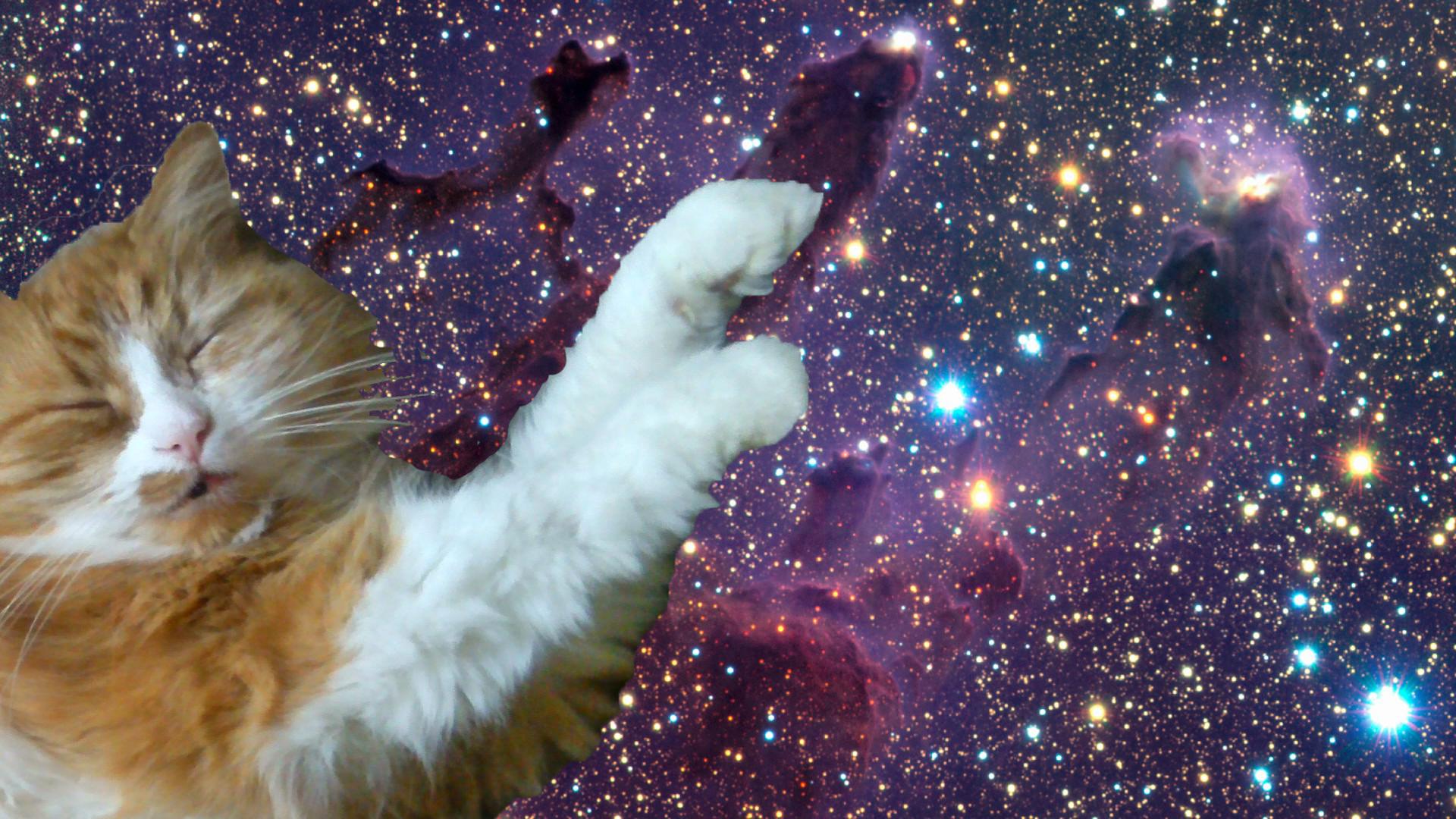 Cats Tumblr Background