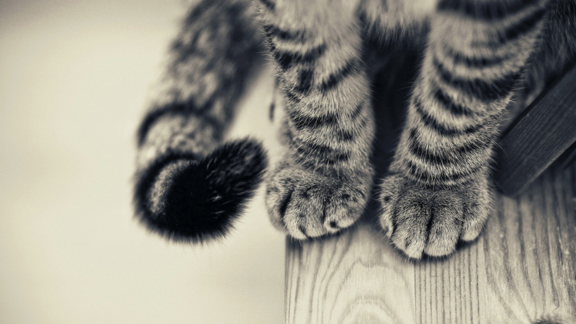 Cats Tumblr Background