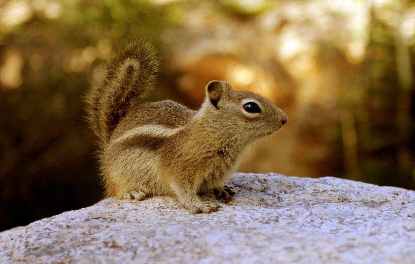 Chipmunk Backgrounds