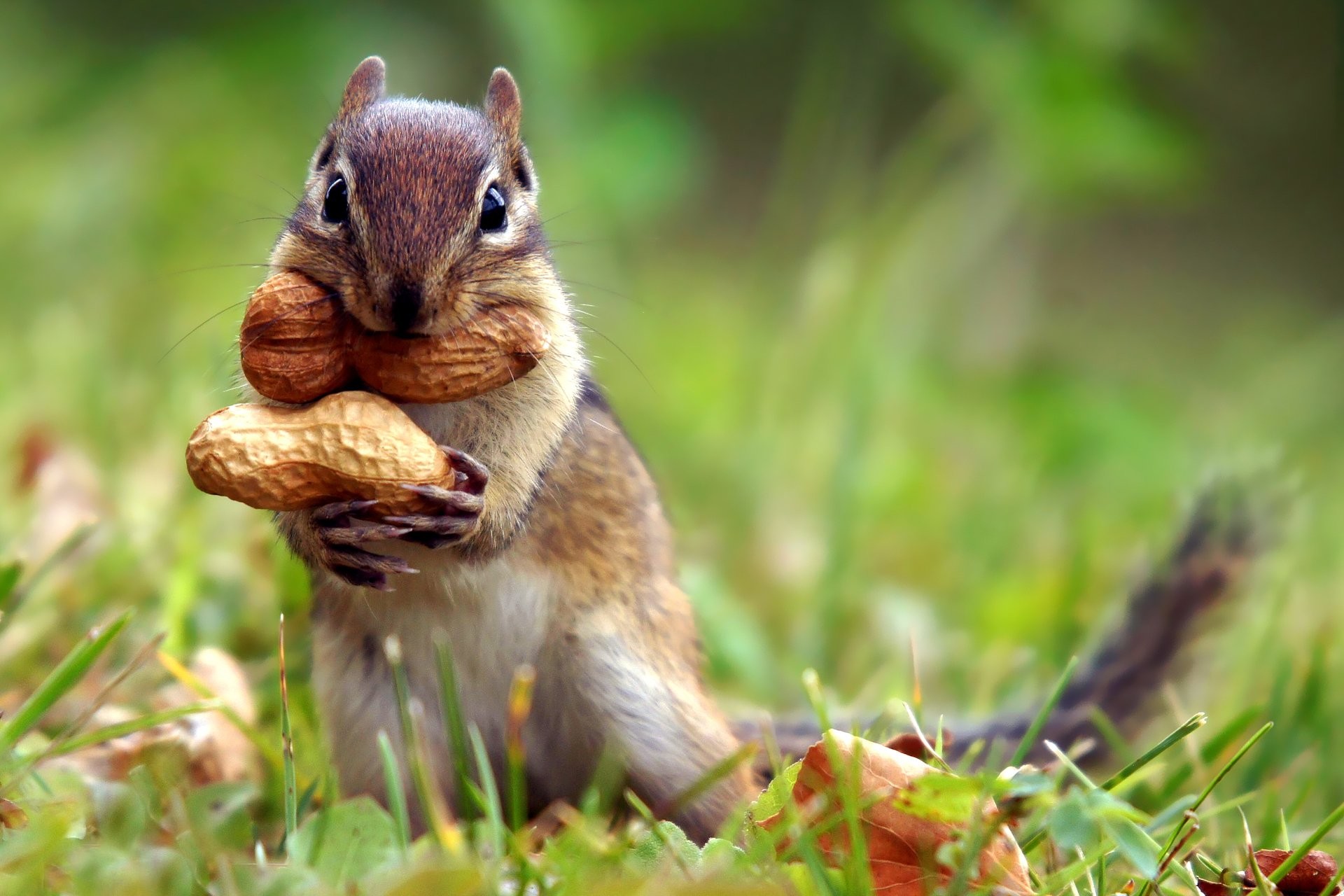 Chipmunk Backgrounds