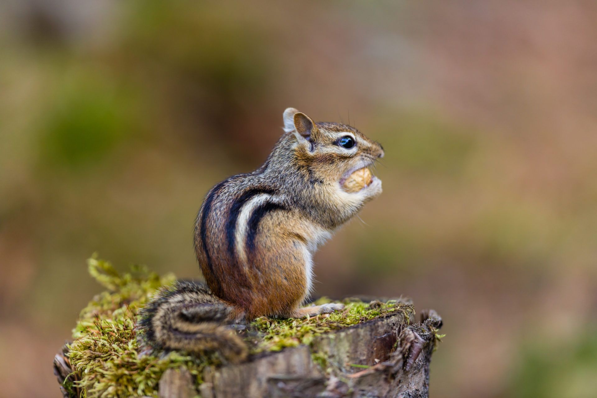 Chipmunk Backgrounds