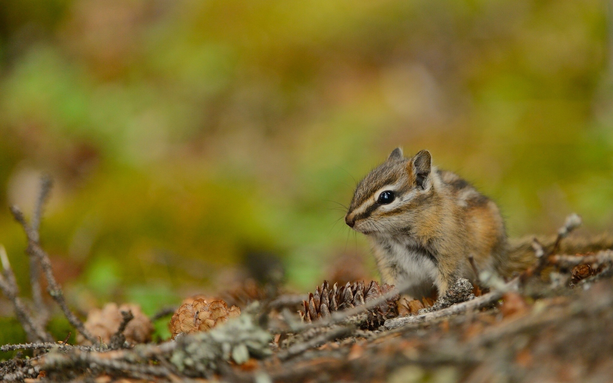 Chipmunk Backgrounds