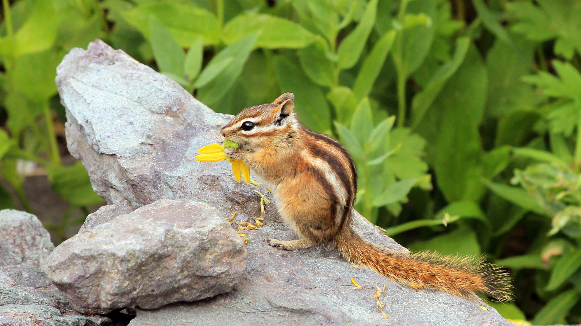 Chipmunk Backgrounds