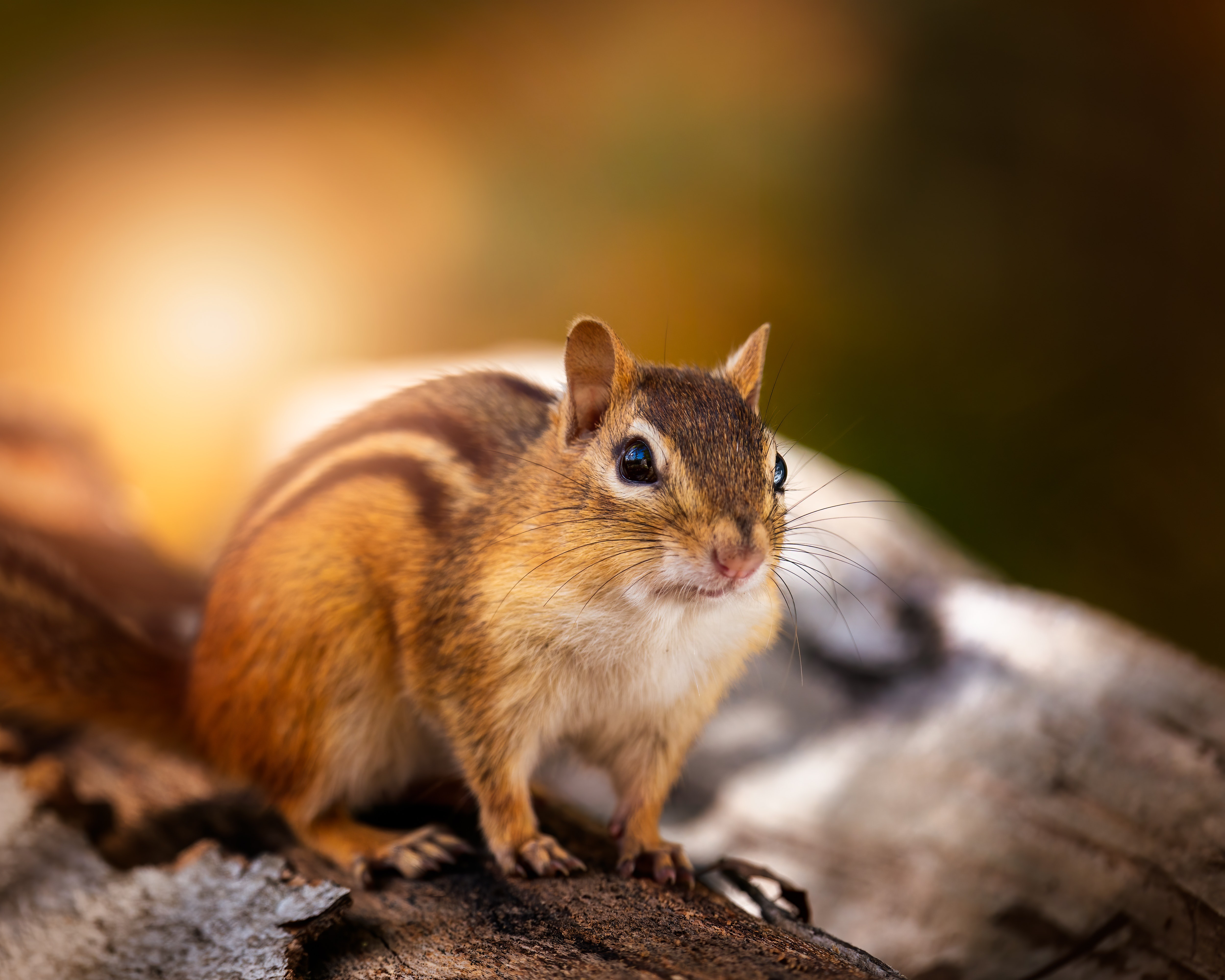 Chipmunk Backgrounds