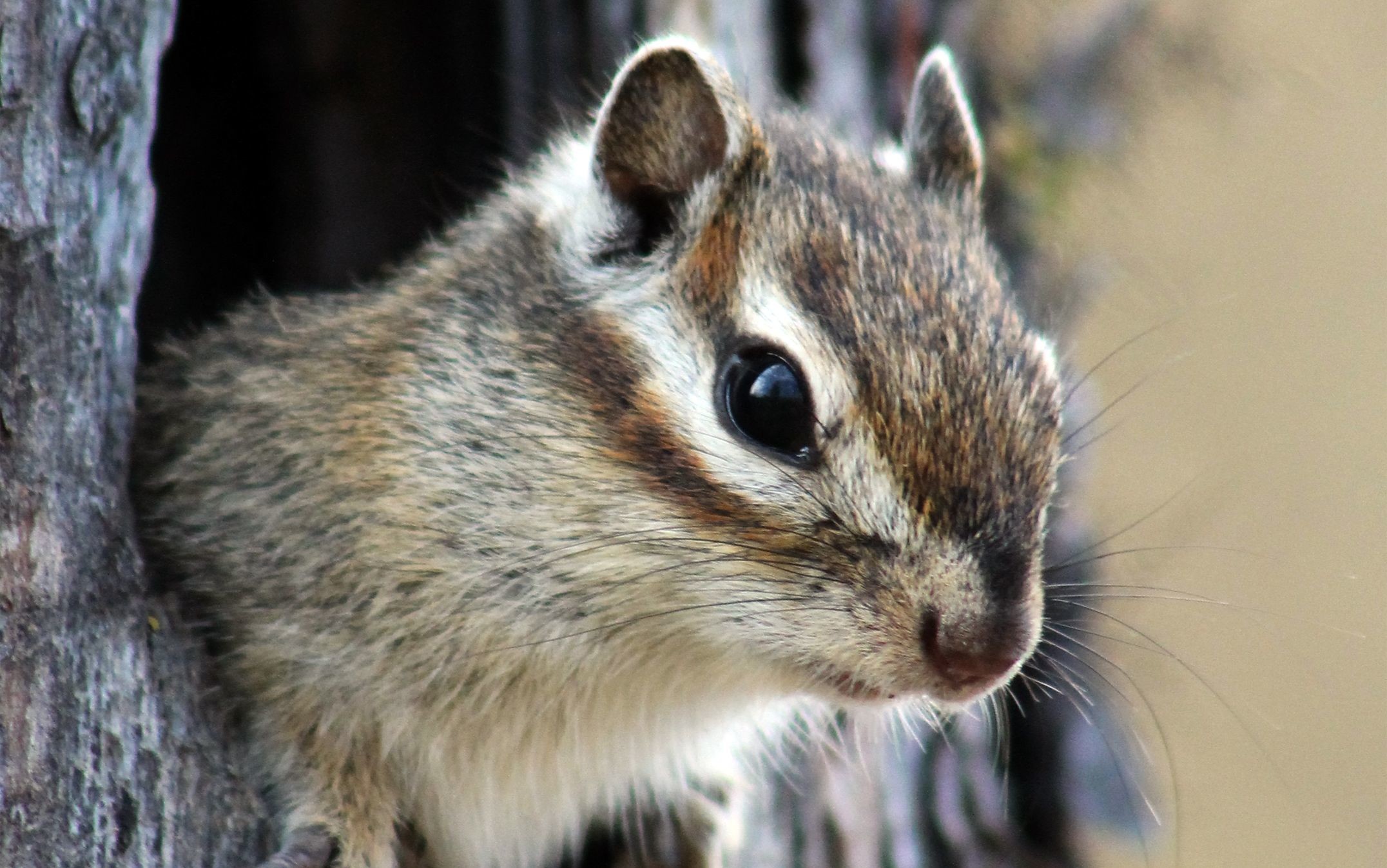 Chipmunk Backgrounds