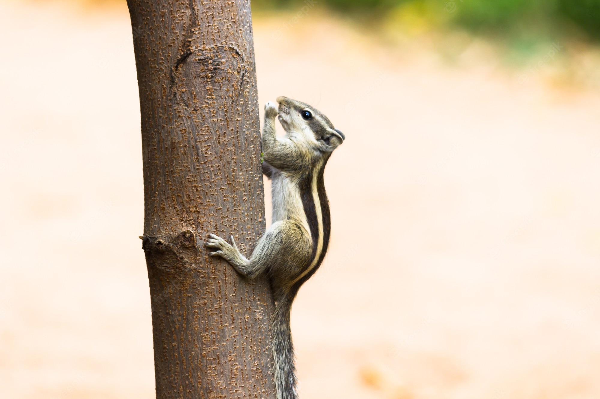 Chipmunk Backgrounds