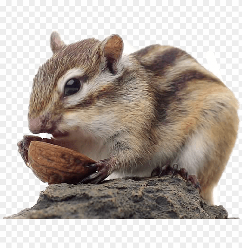 Chipmunk Backgrounds