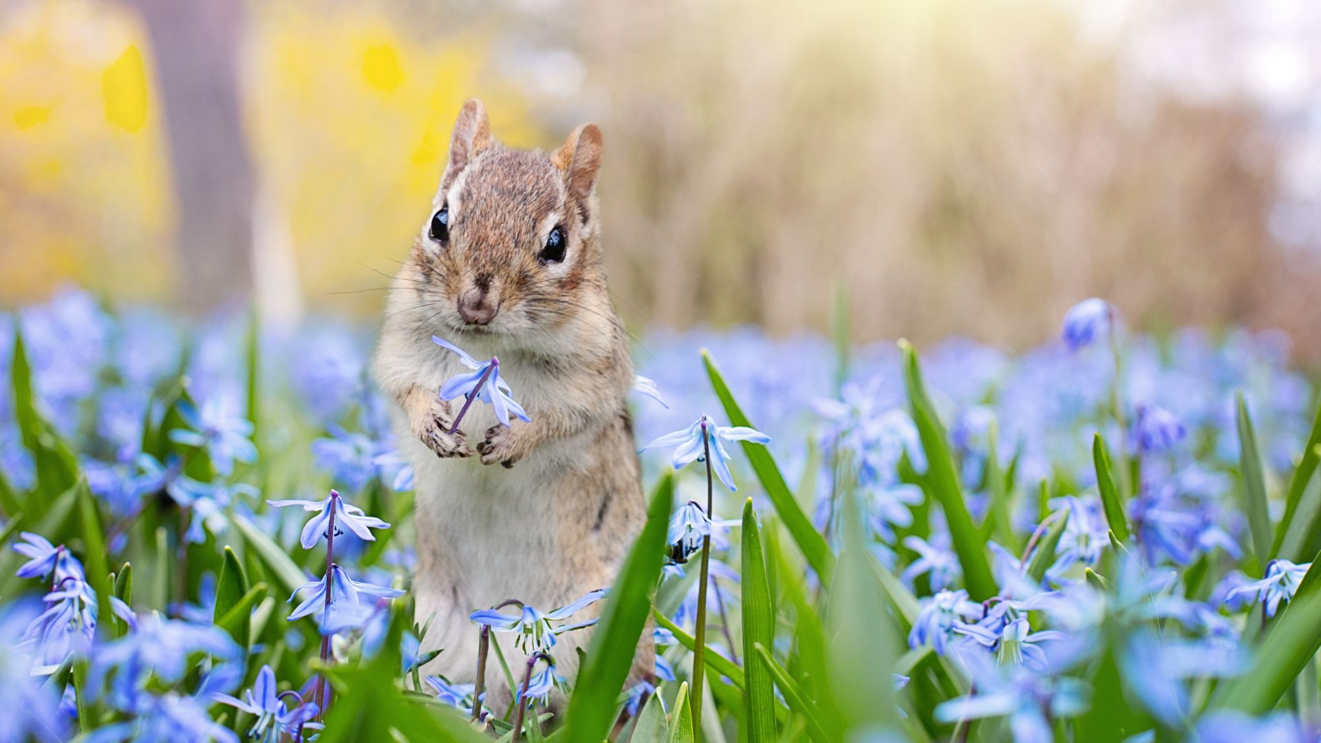 Chipmunk Backgrounds