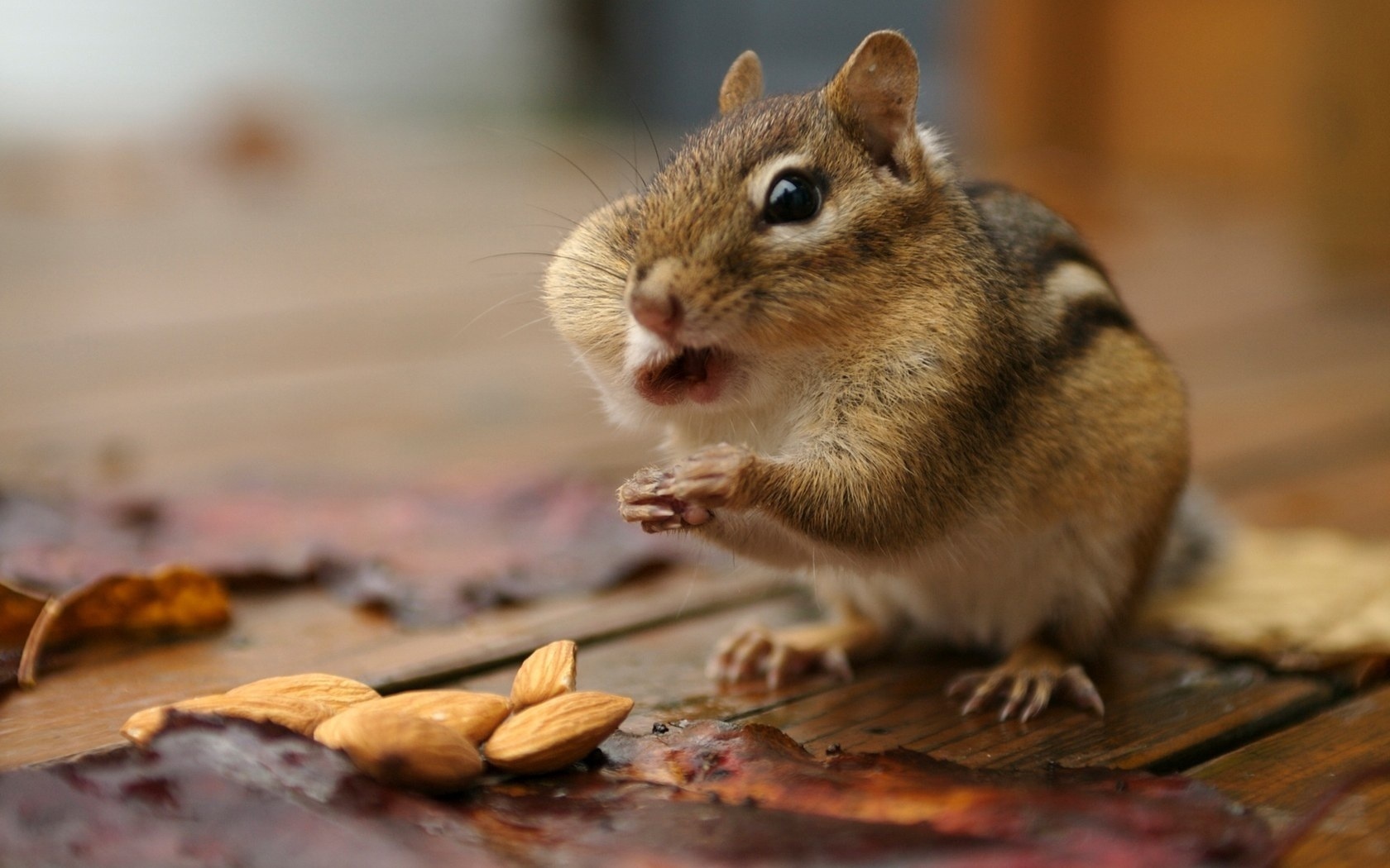 Chipmunk Backgrounds