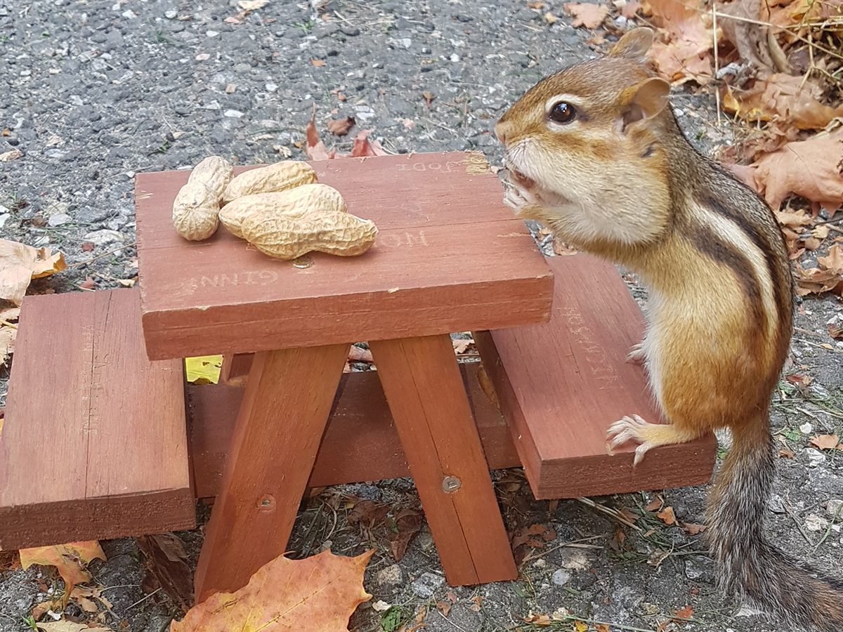 Chipmunk Backgrounds