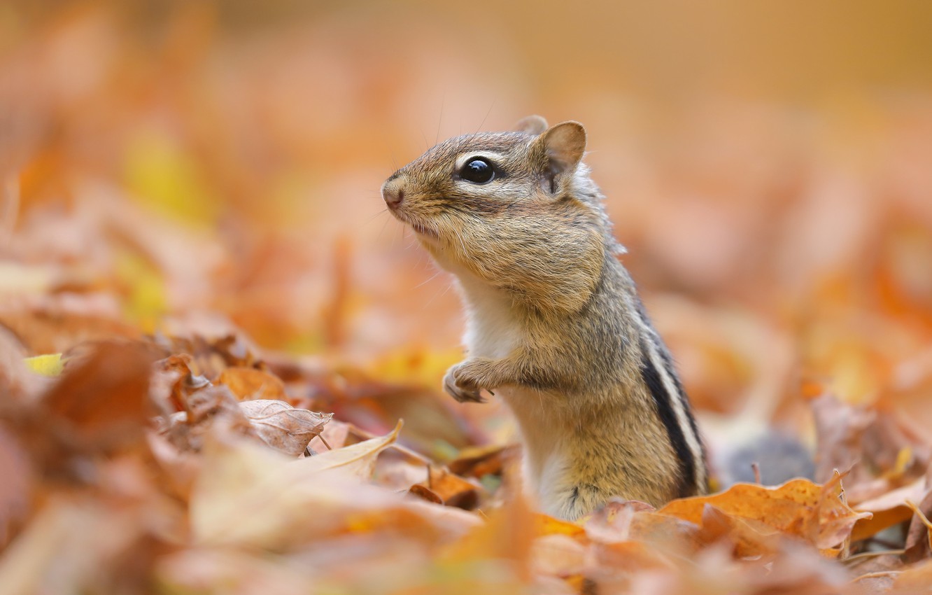 Chipmunk Backgrounds