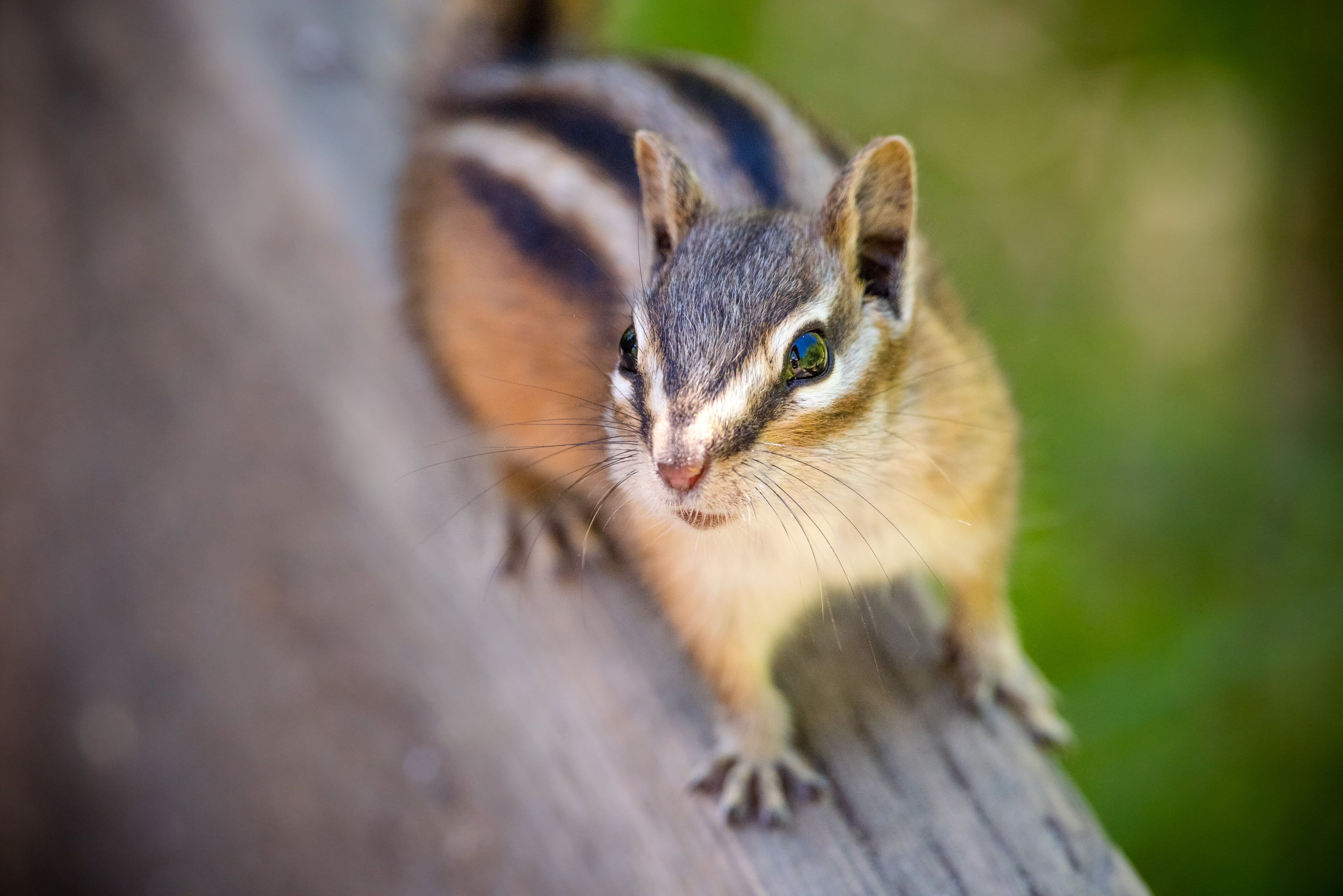 Chipmunk Backgrounds