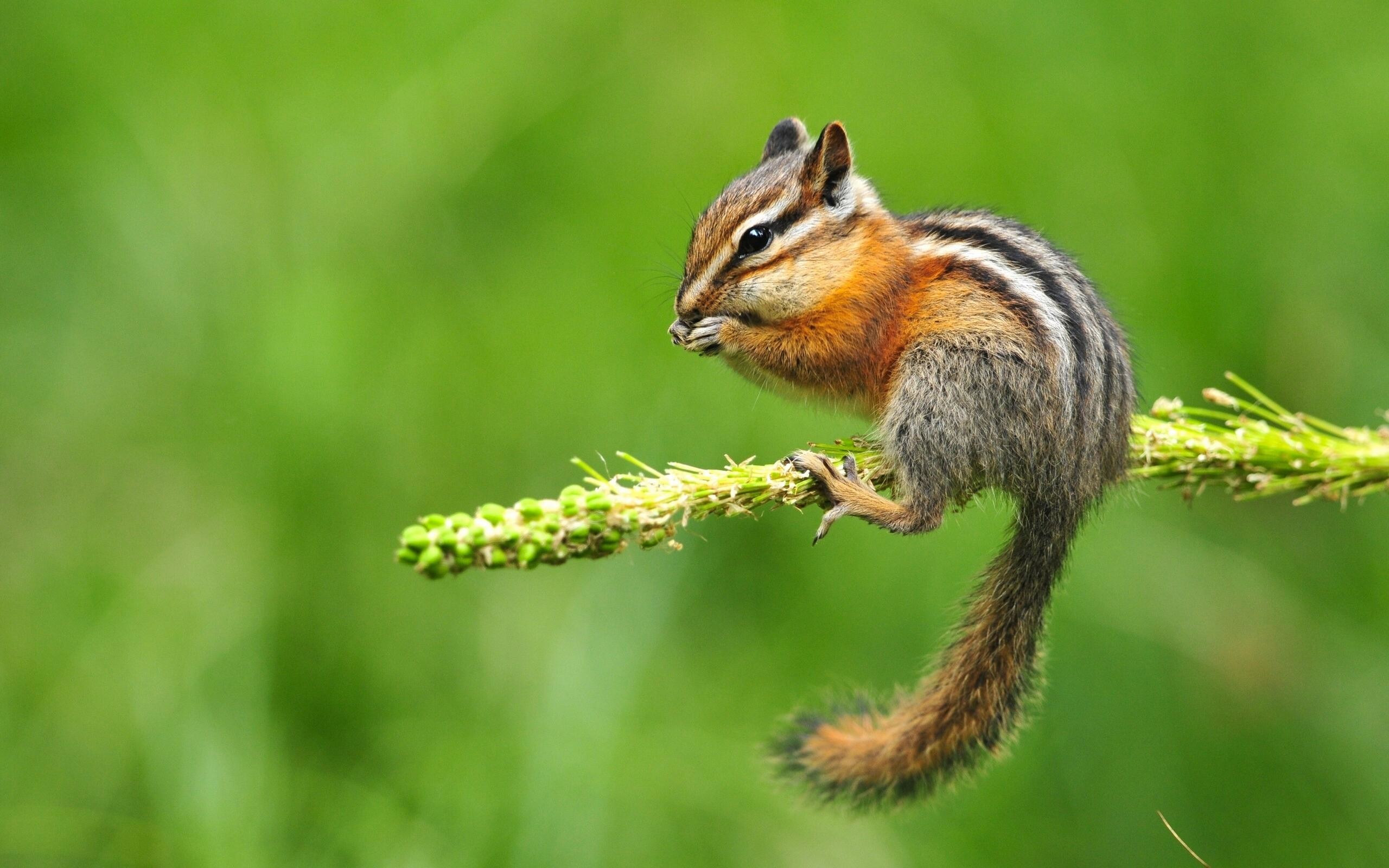 Chipmunk Backgrounds