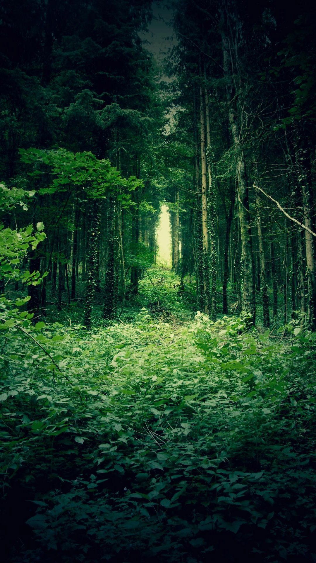 Cool Forest Backgrounds