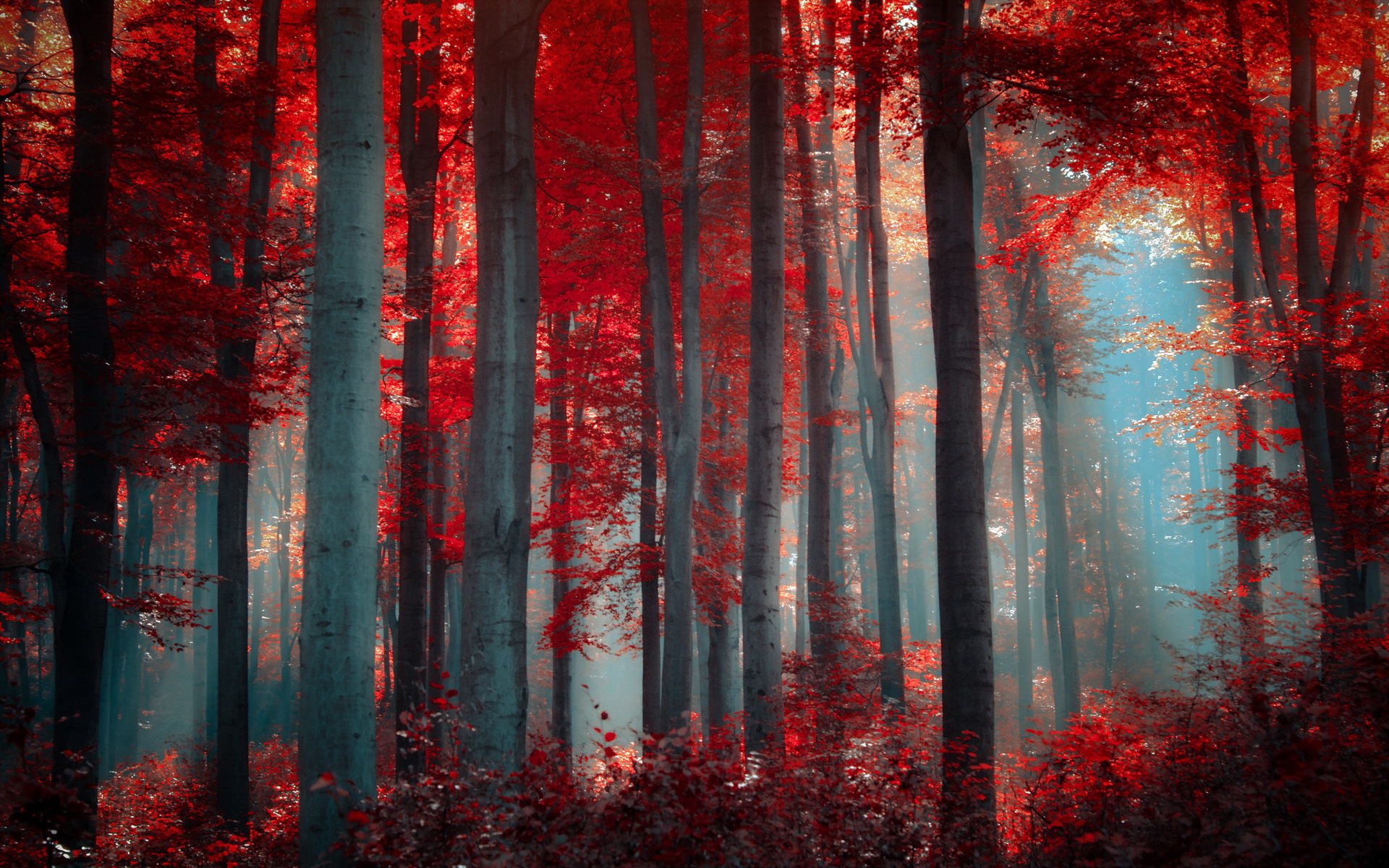 Cool Forest Backgrounds