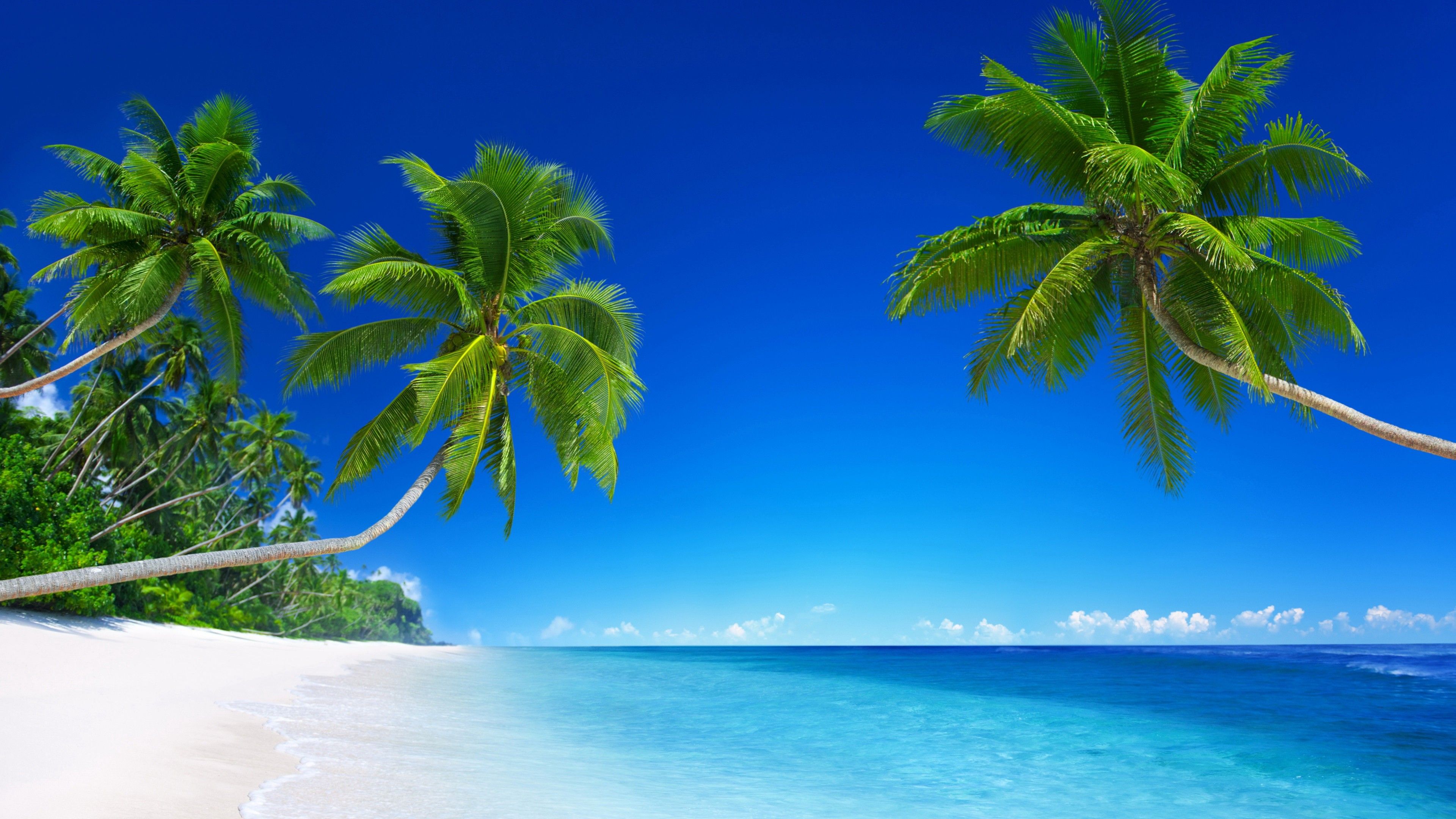 Cool Tropical Backgrounds