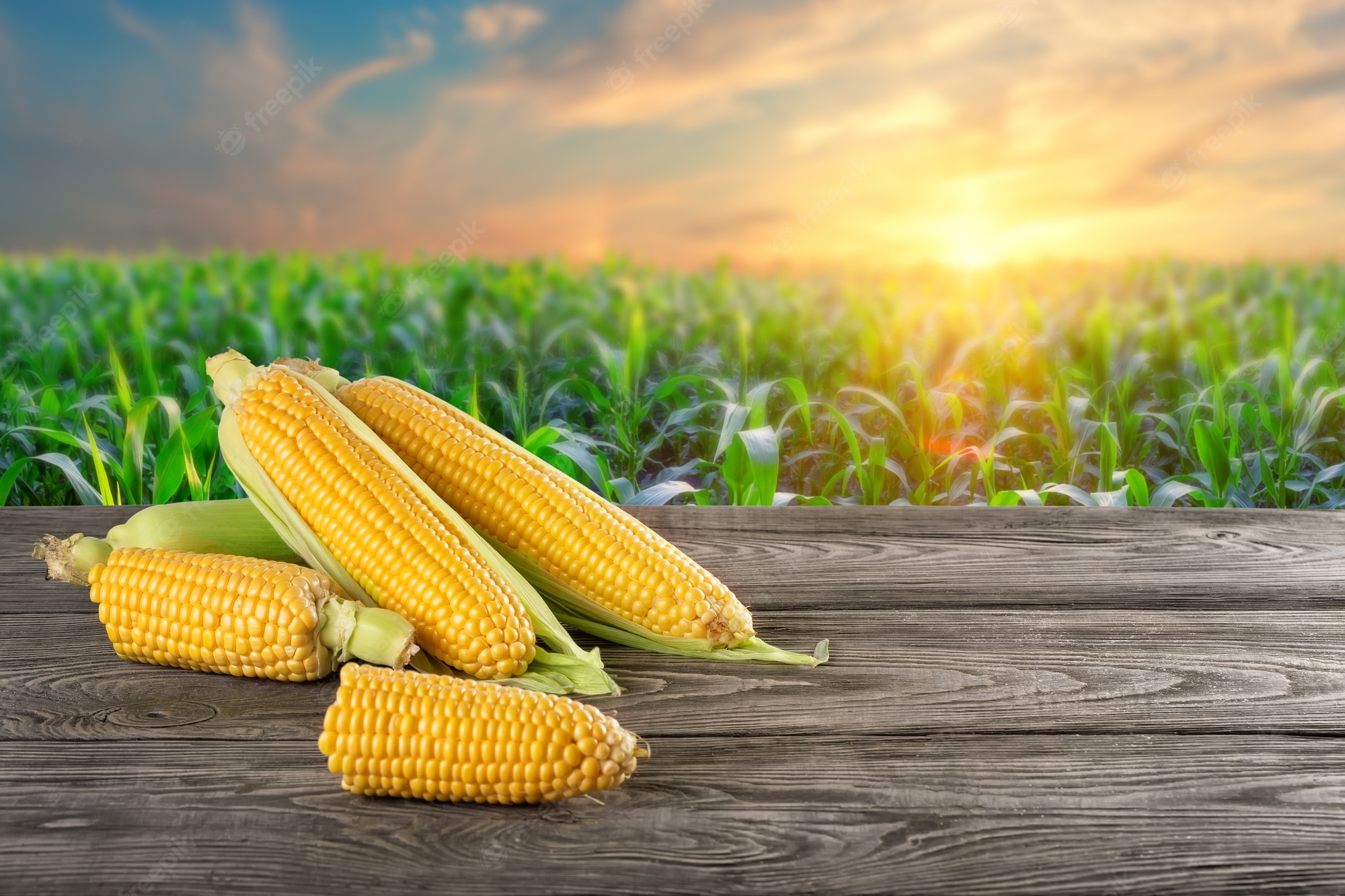 Corn Field Background