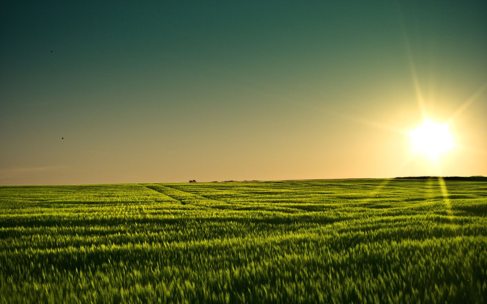 Corn Field Background