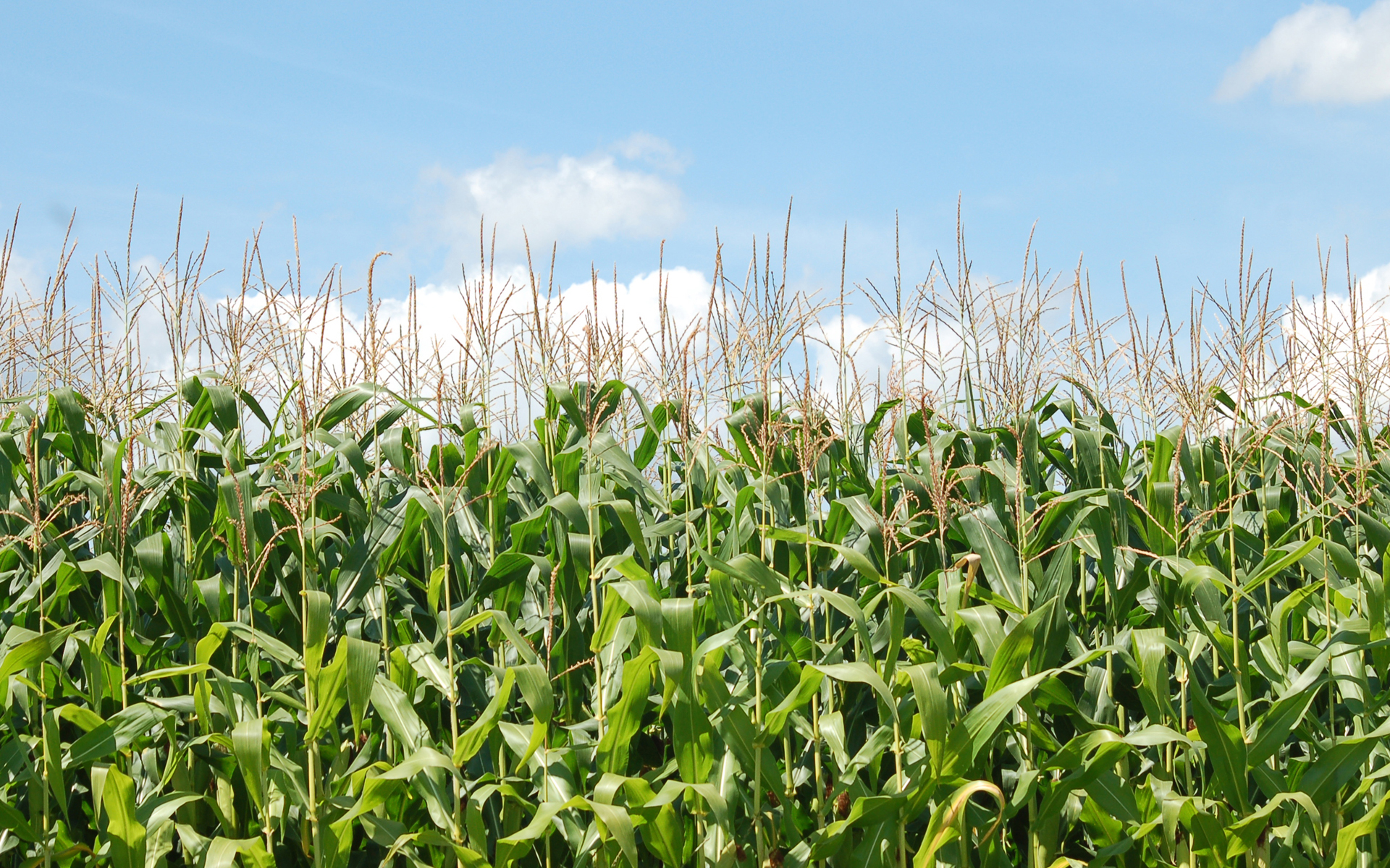 Corn Field Background