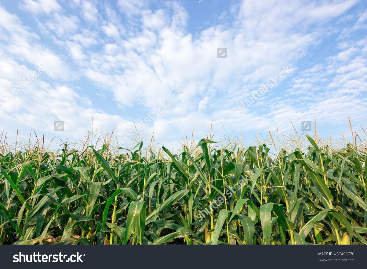 Corn Field Background