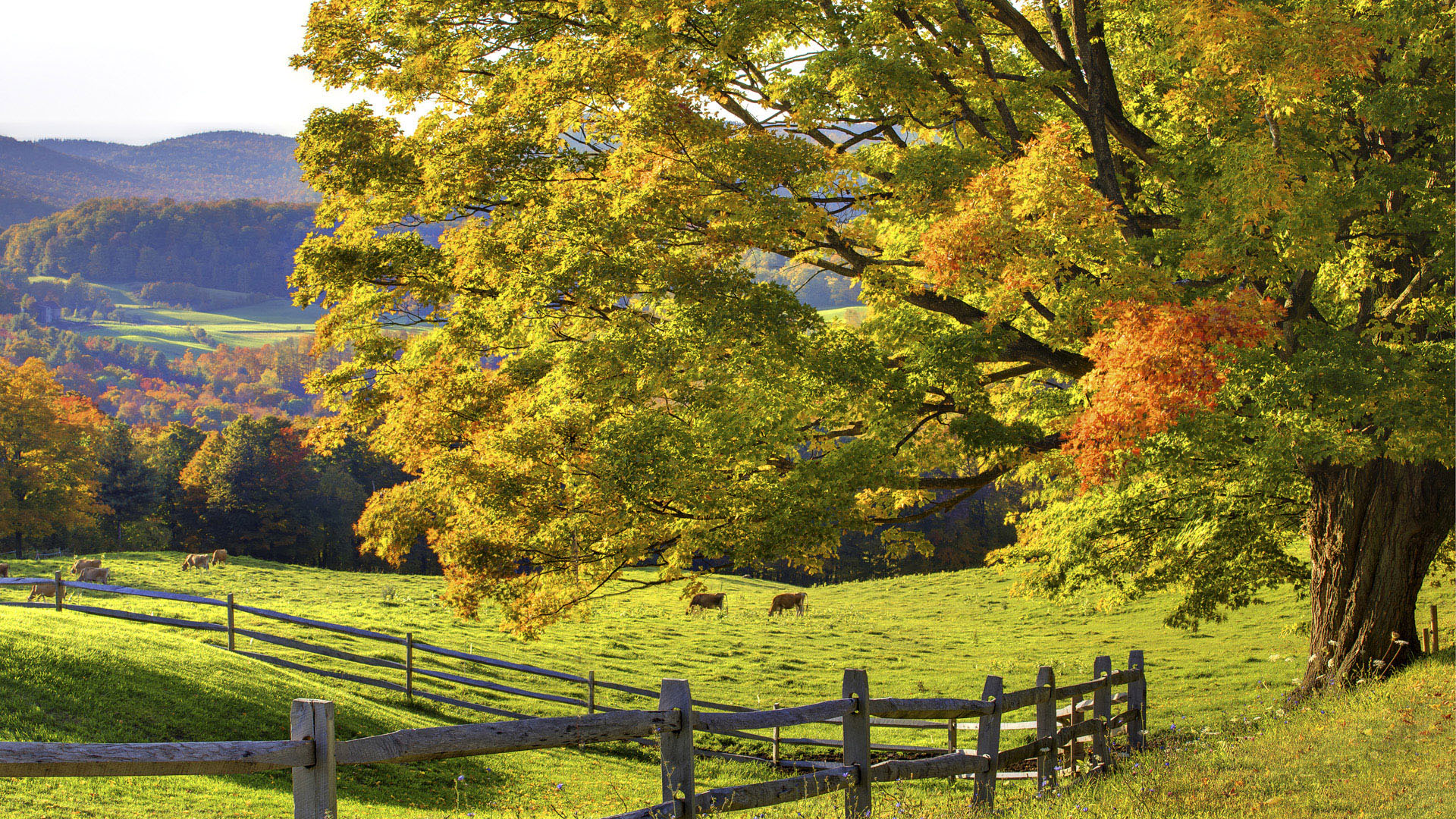 Countryside Backgrounds