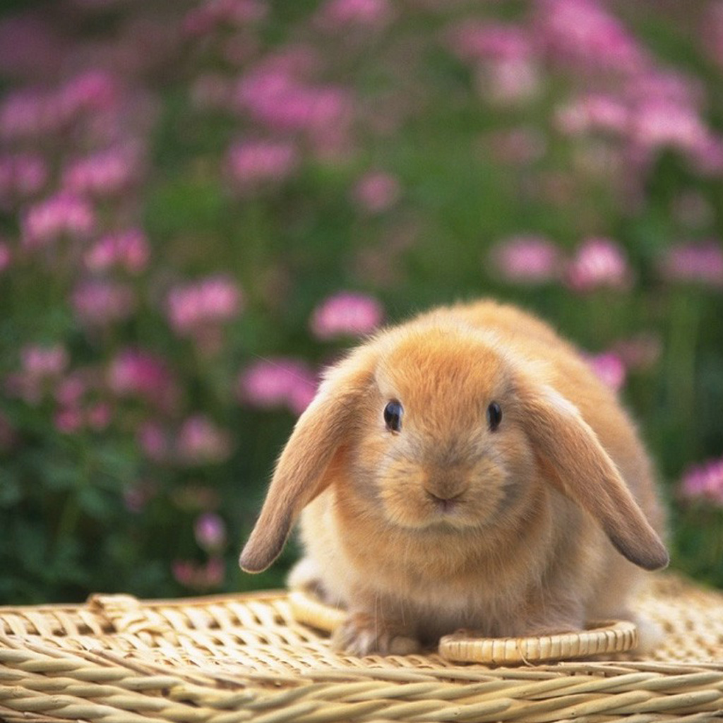 Cute Bunny Backgrounds