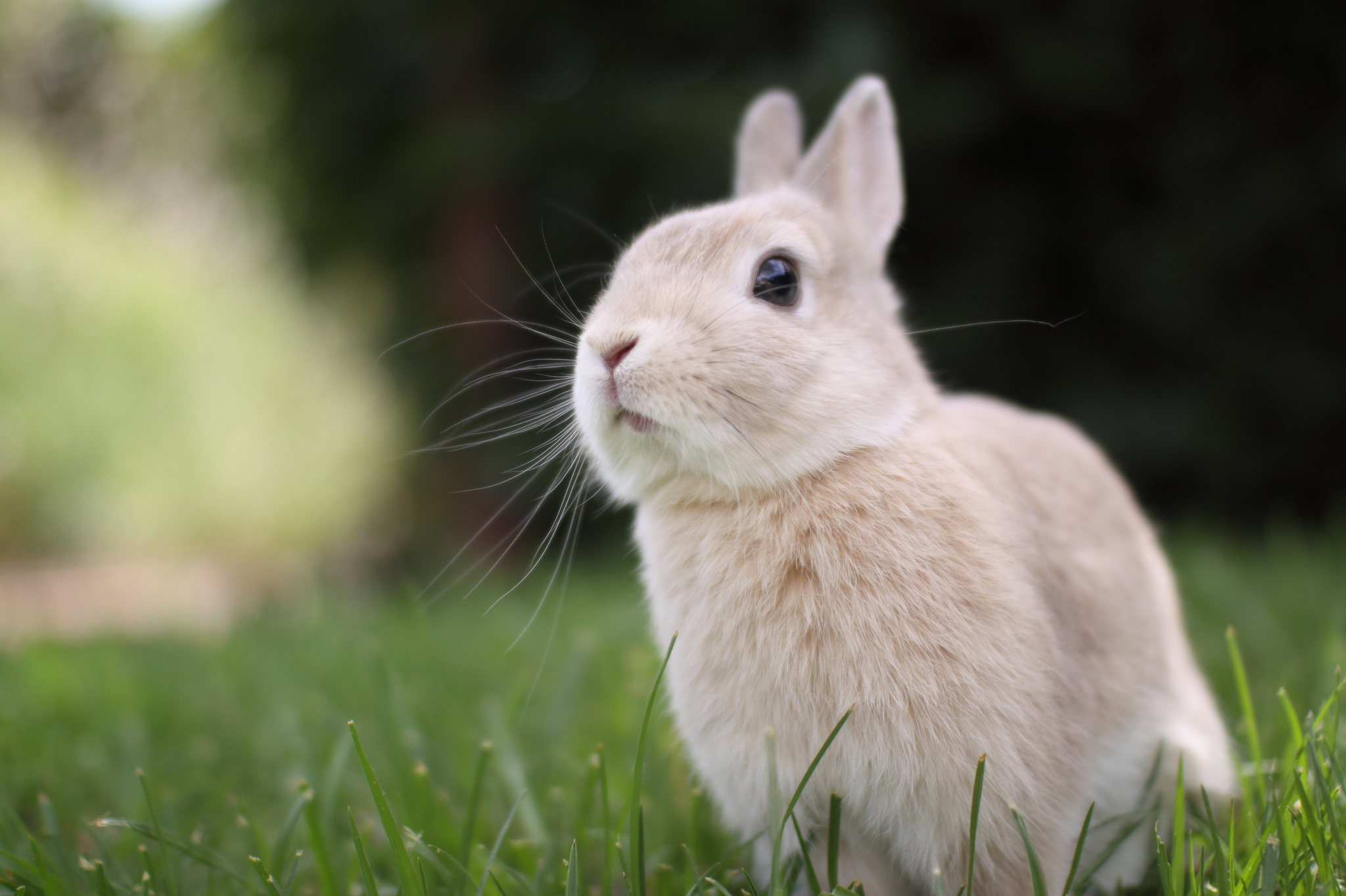 Cute Bunny Backgrounds