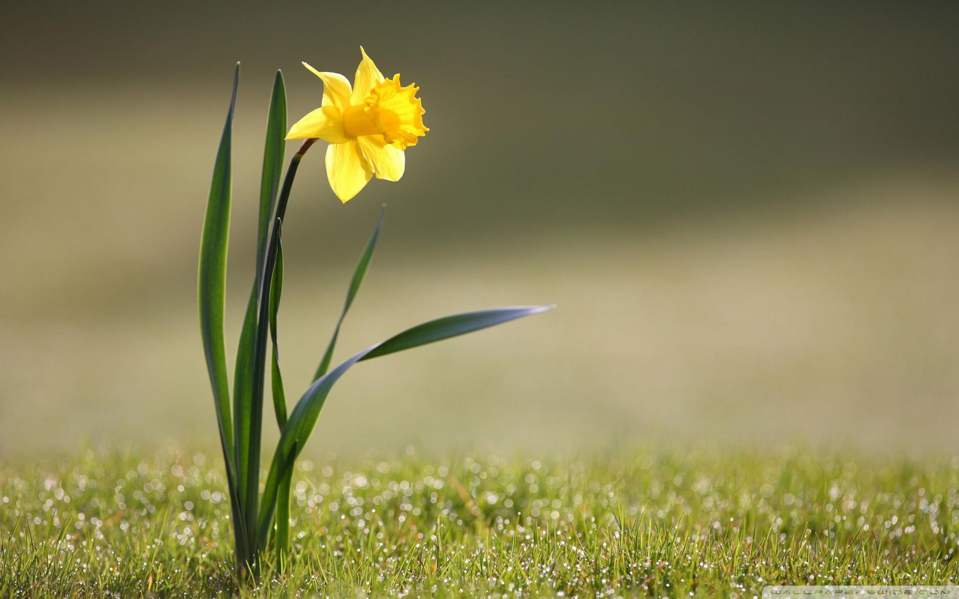 Daffodils Backgrounds