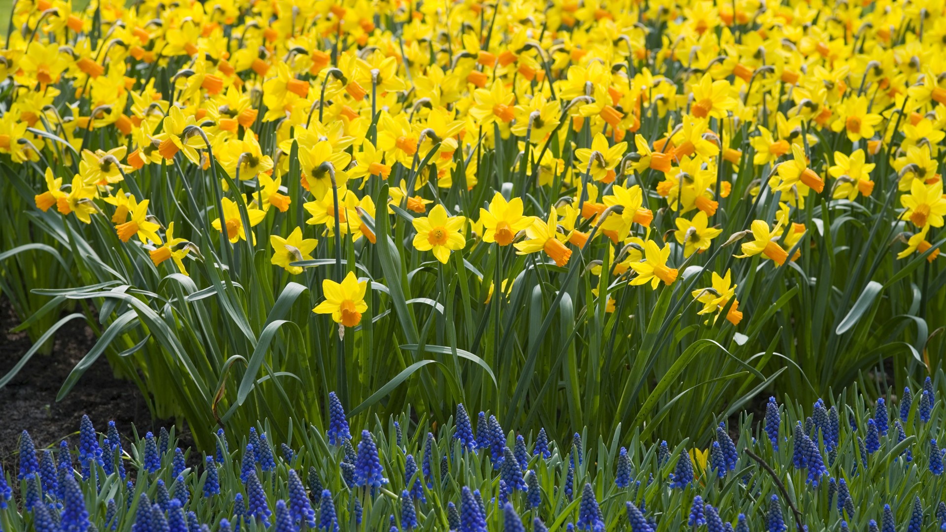 Daffodils Backgrounds