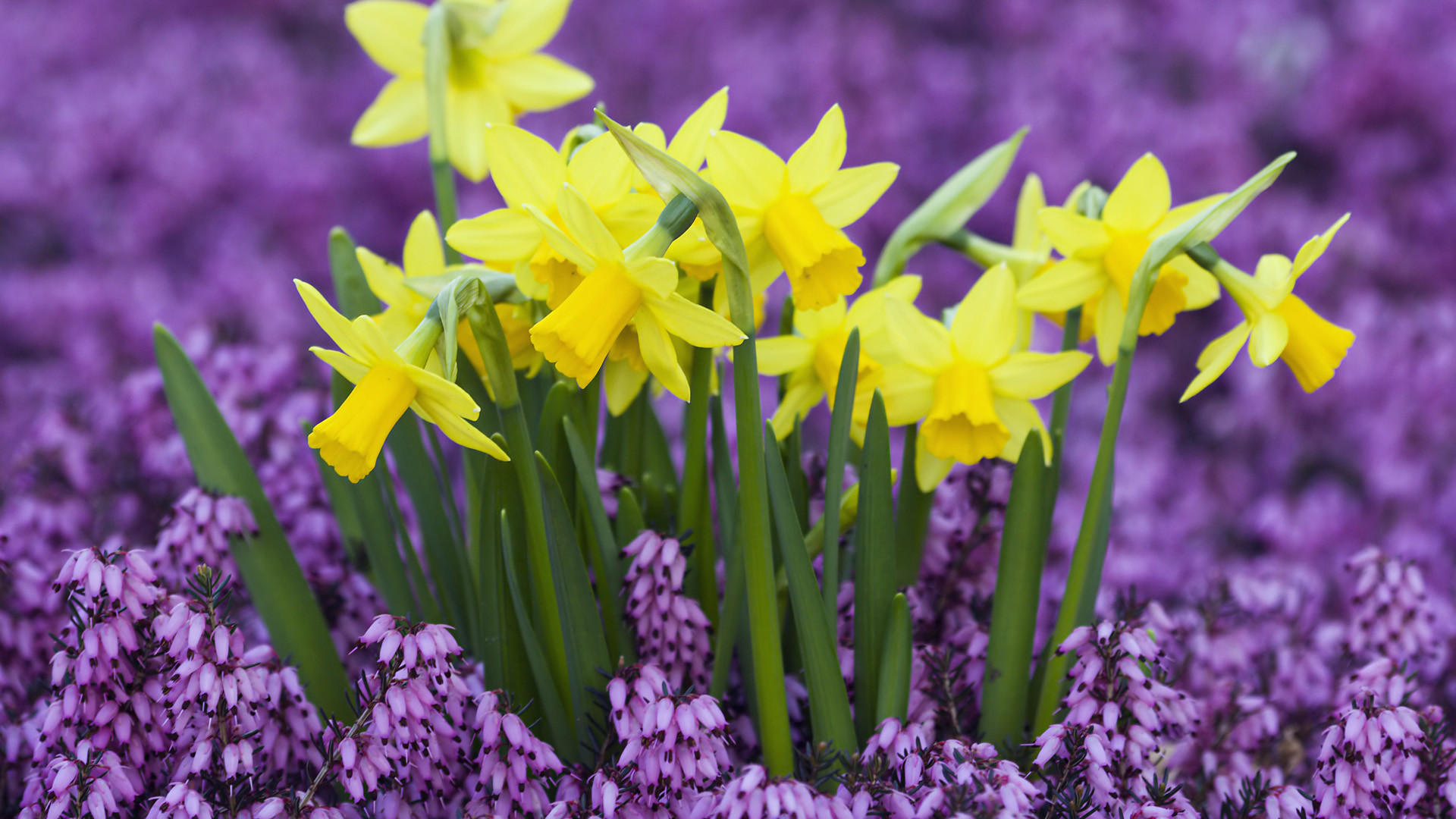 Daffodils Backgrounds