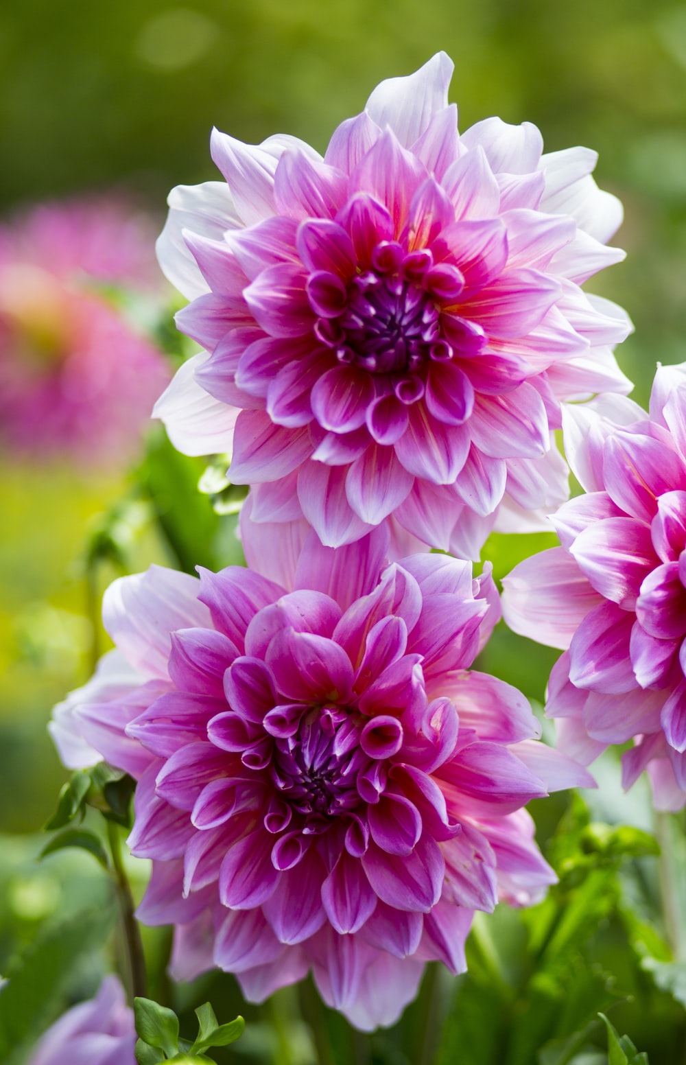 Dahlia Flower Background