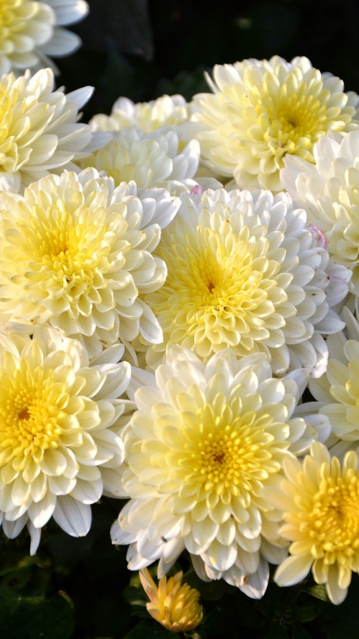 Dahlia Flower Background