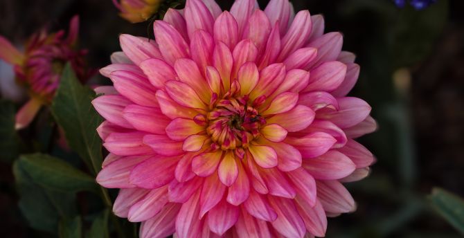 Dahlia Flower Background