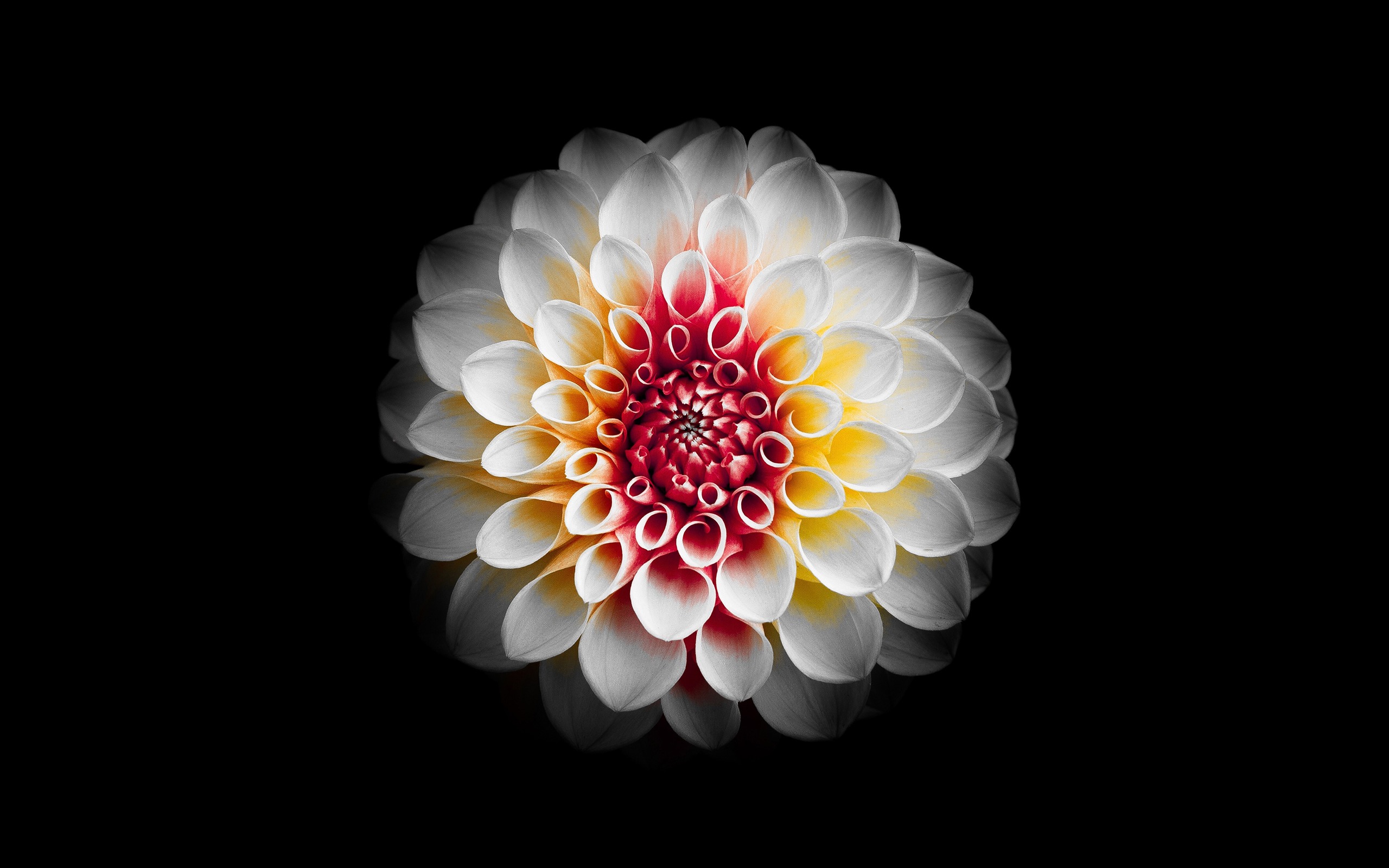 Dahlia Flower Background