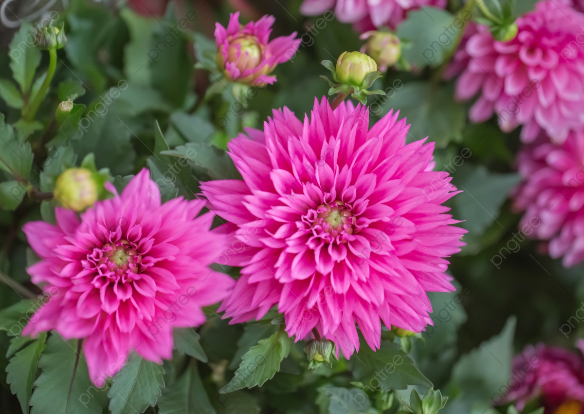 Dahlia Flower Background