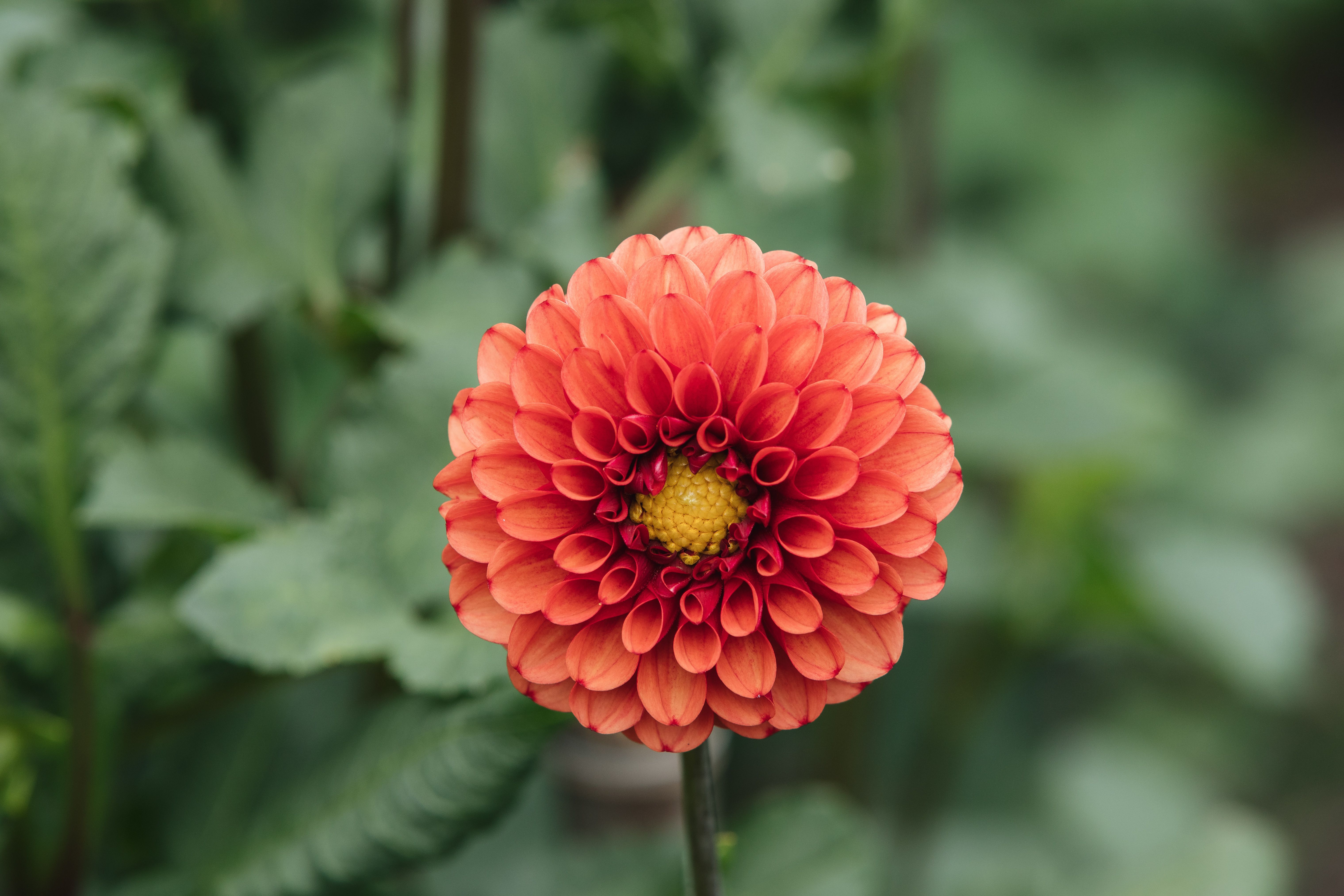 Dahlia Flower Background