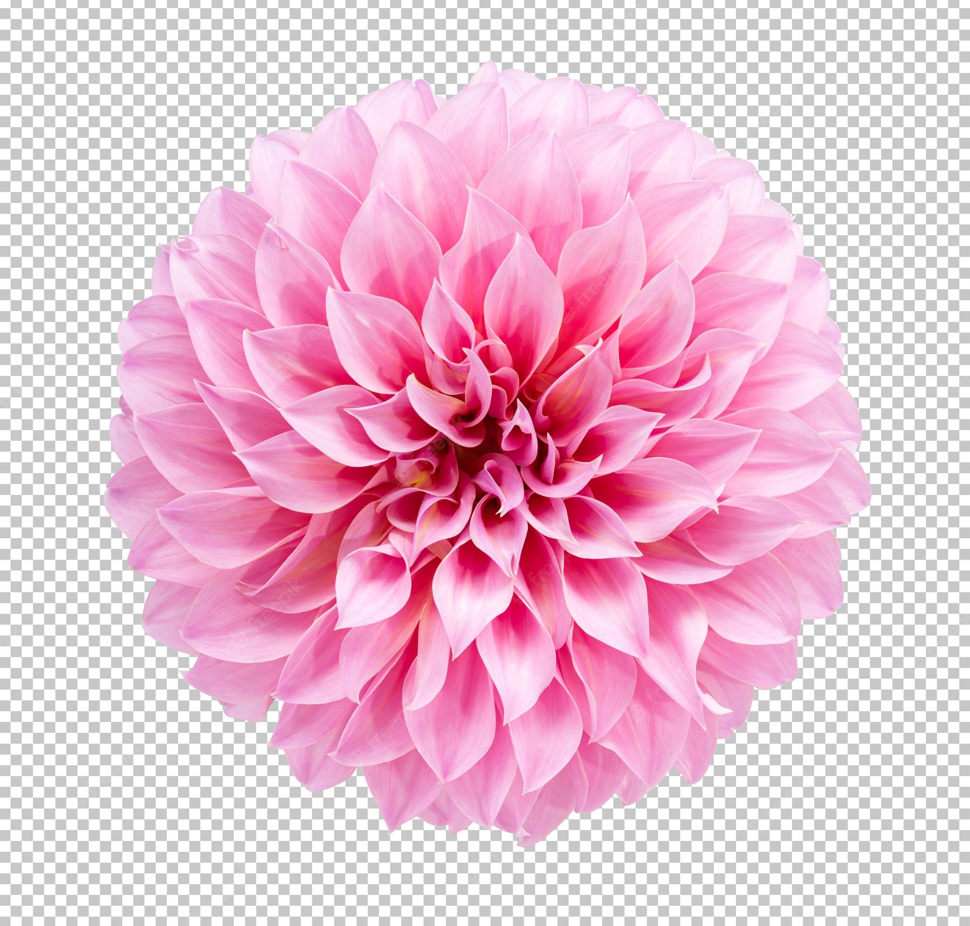 Dahlia Flower Background