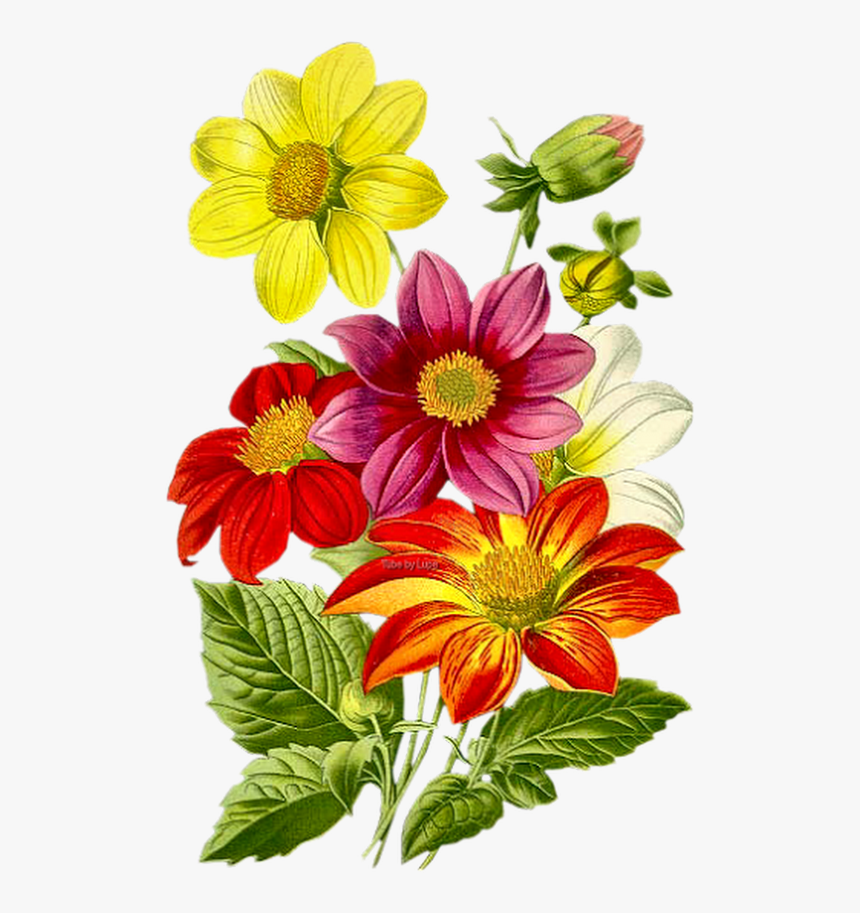 Dahlia Flower Background