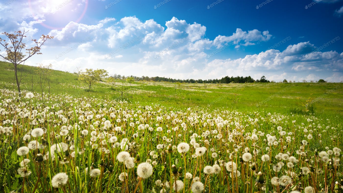 Dandelion Field Background