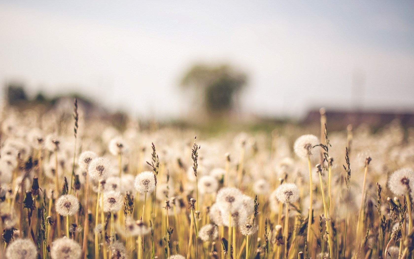 Dandelion Field Background