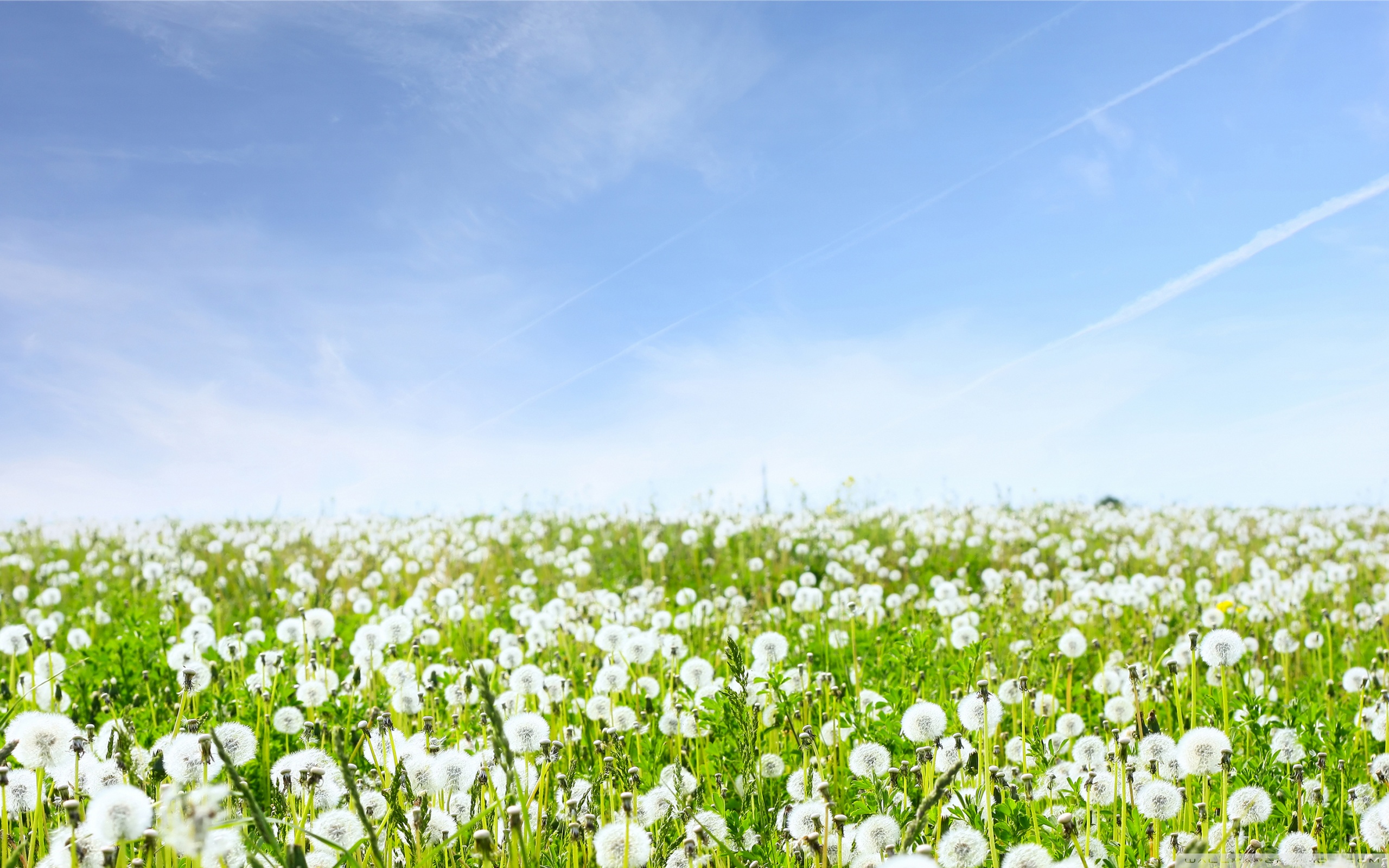 Dandelion Field Background