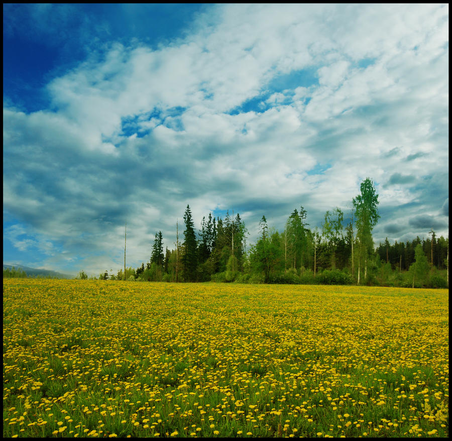 Dandelion Field Background
