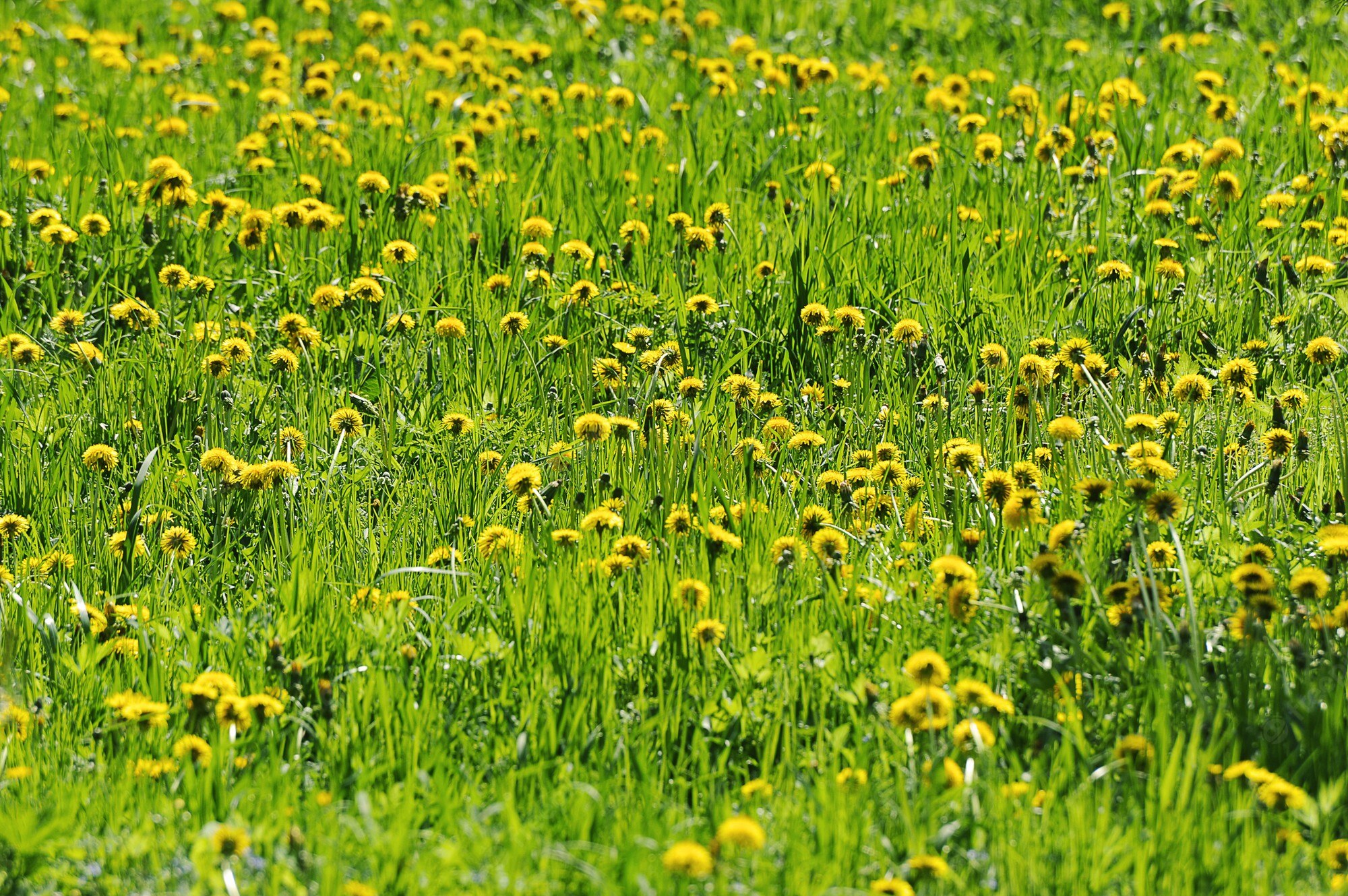 Dandelion Field Background