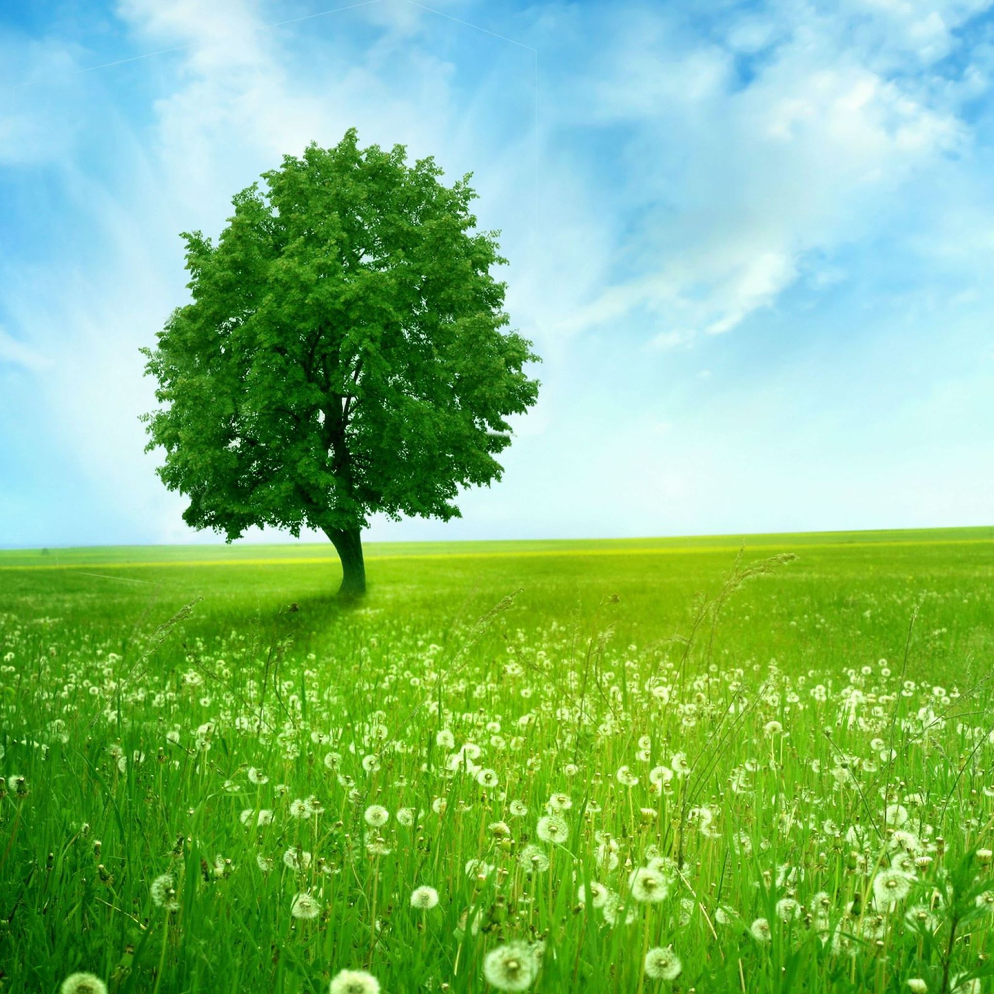 Dandelion Field Background