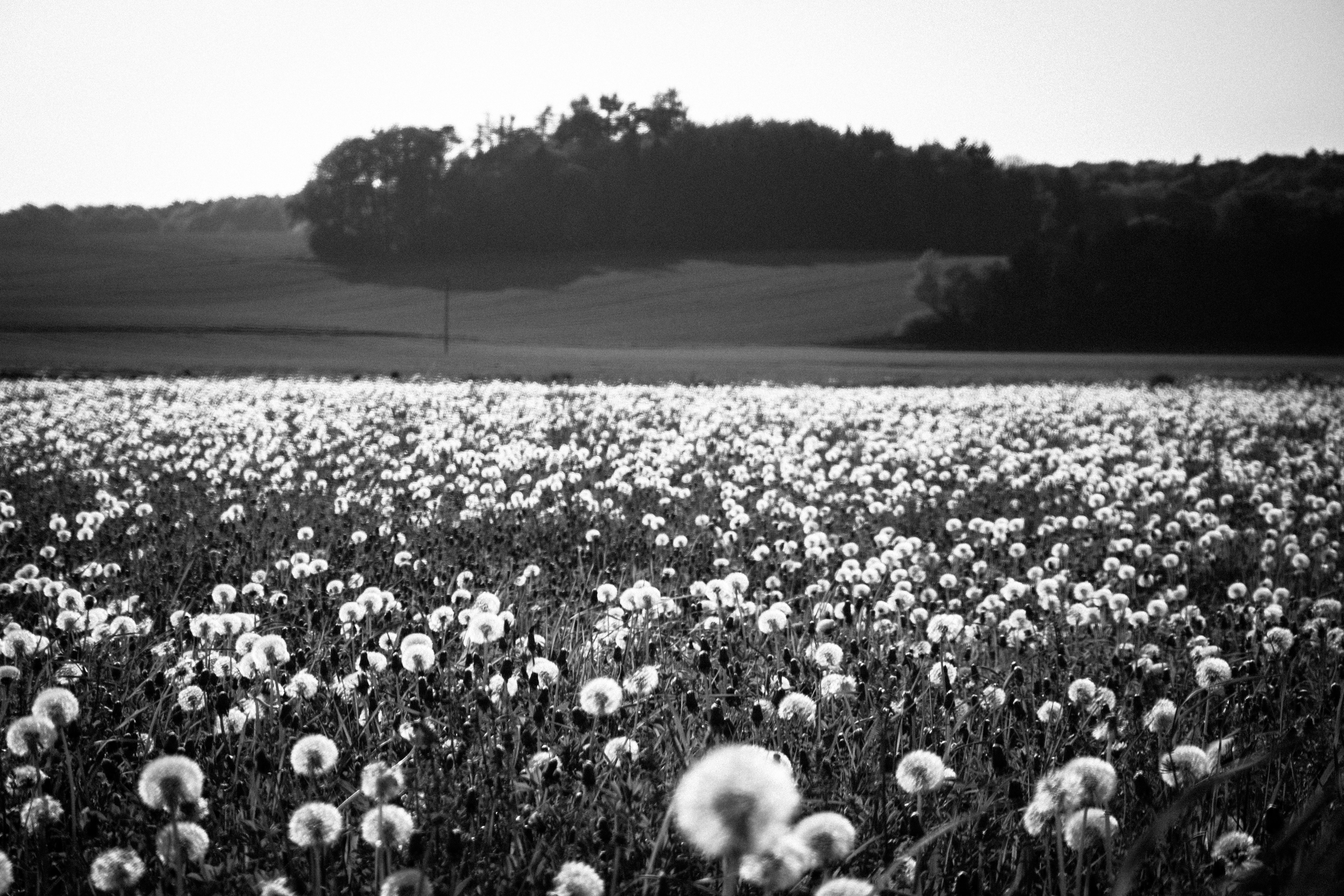 Dandelion Field Background